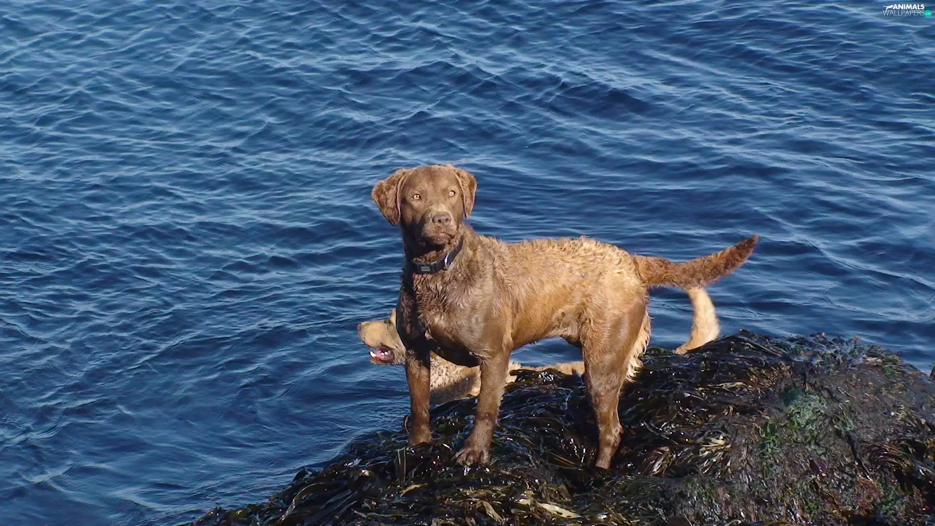 water, Chesapeake Bay retriever, Blue
