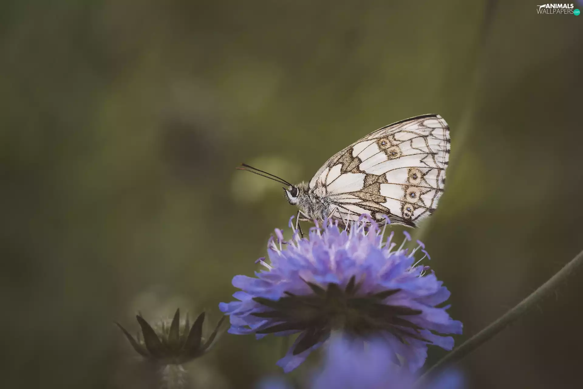 Colourfull Flowers, marbled chessboard, Close, butterfly