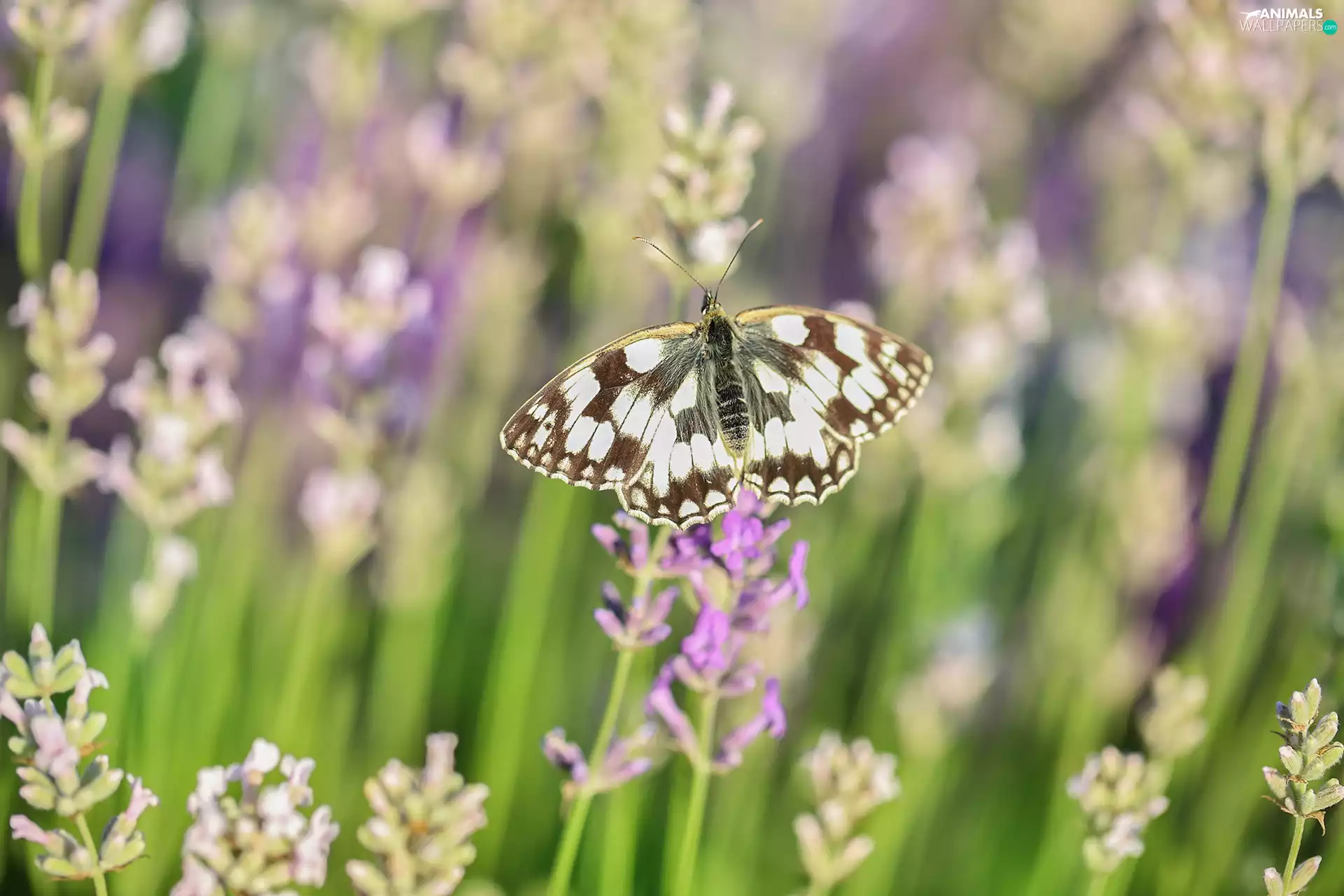 lavender, butterfly, marbled chessboard