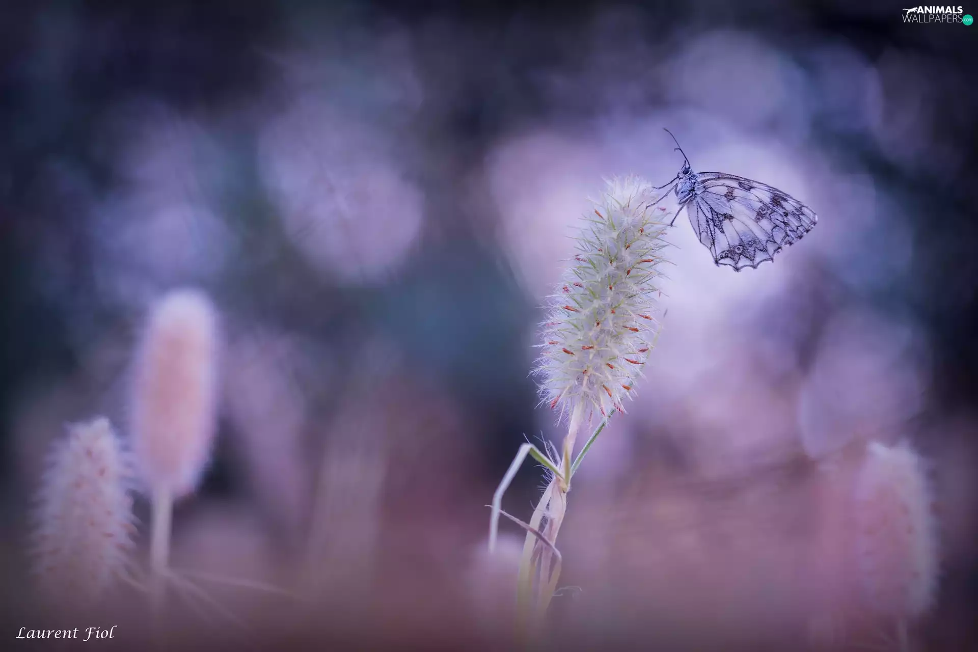 plant, butterfly, marbled chessboard