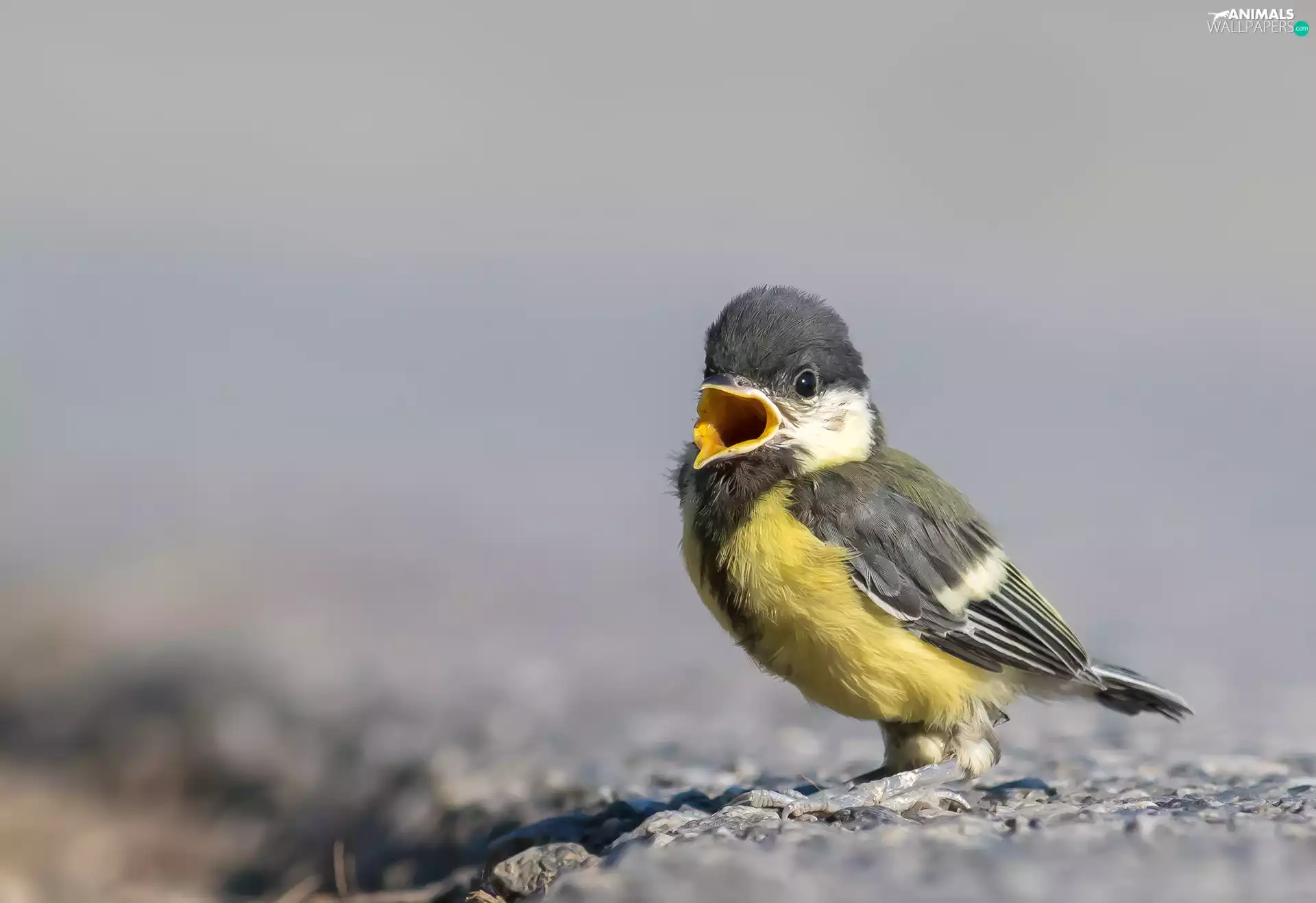 Bird, open, nose, chick