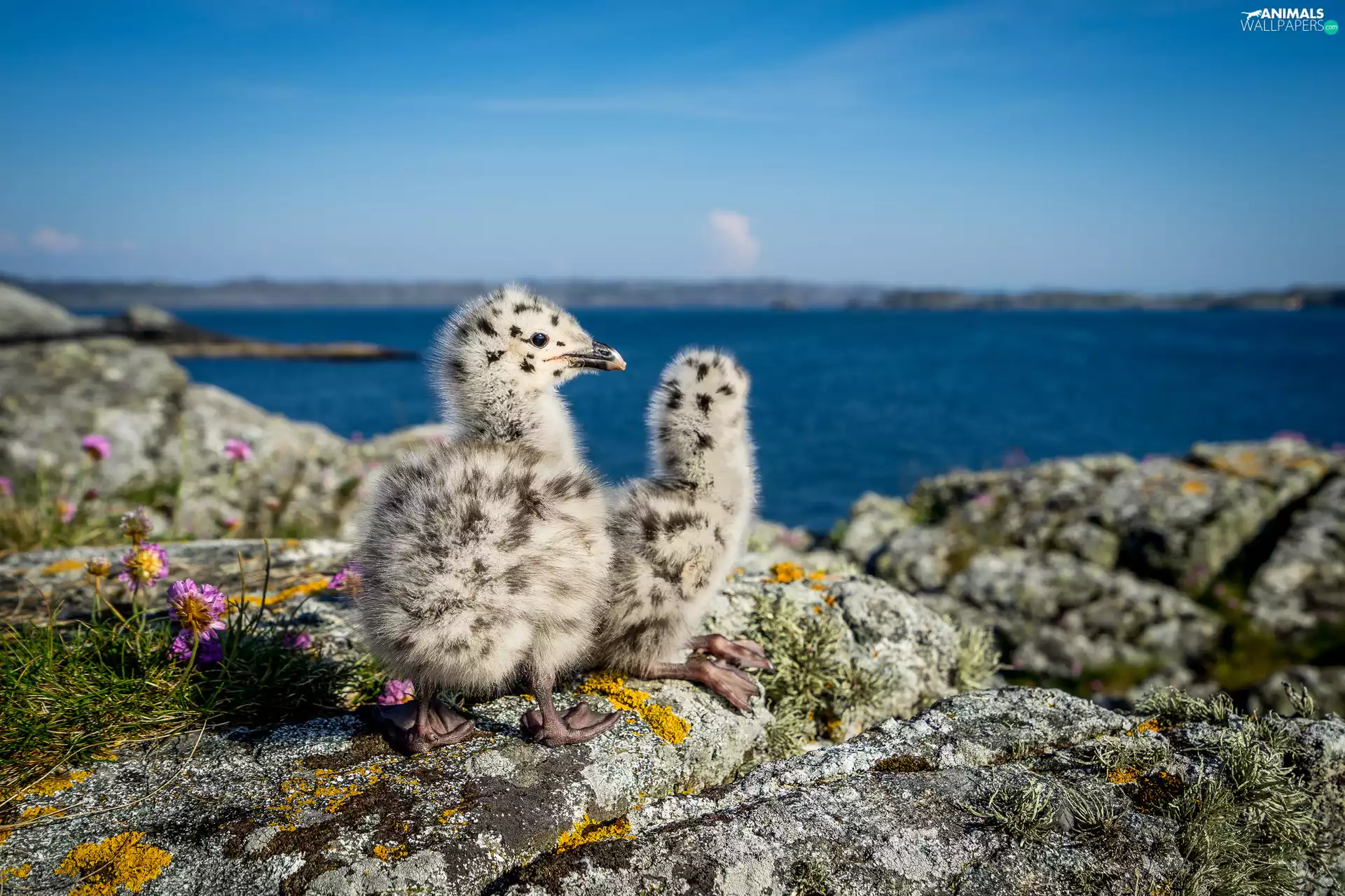 birds, rocks, water, chick