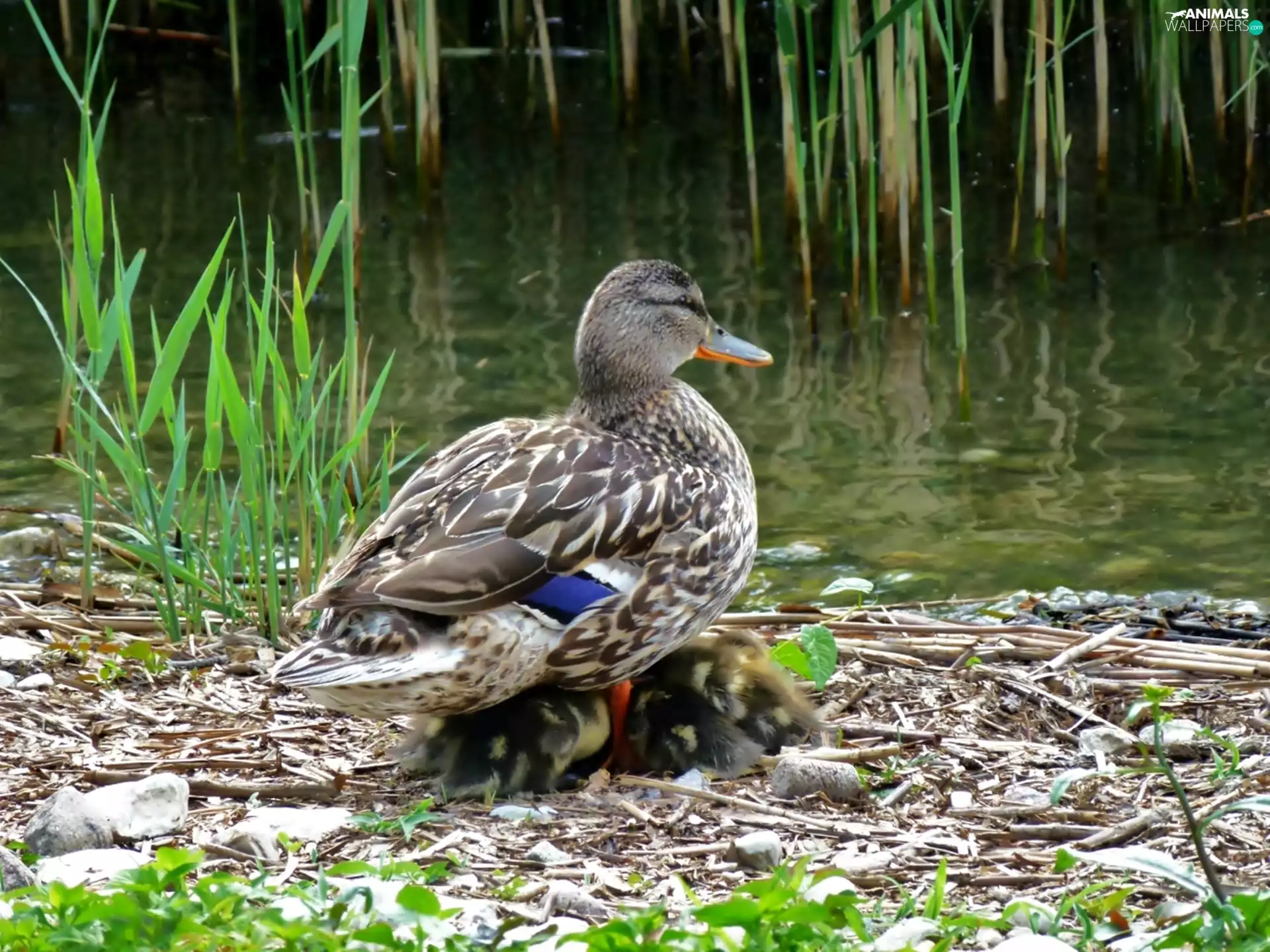 duck, water, Plants, chick