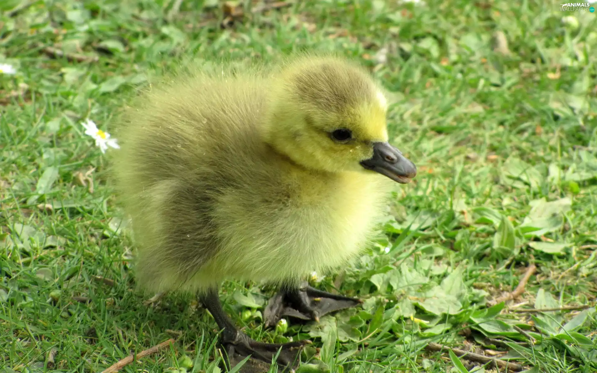 Chick, goose