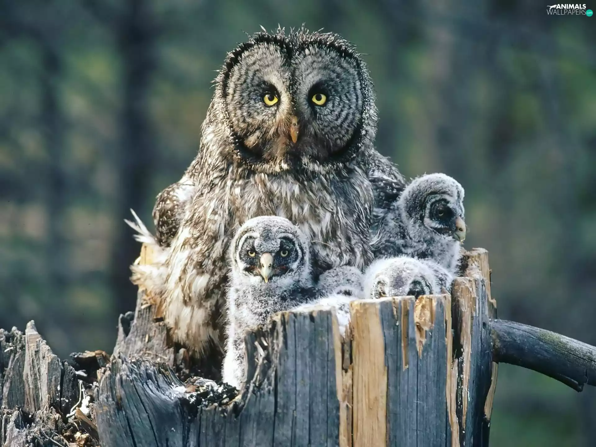 chick, snag, owl, Tawny owl great gray owl, owl