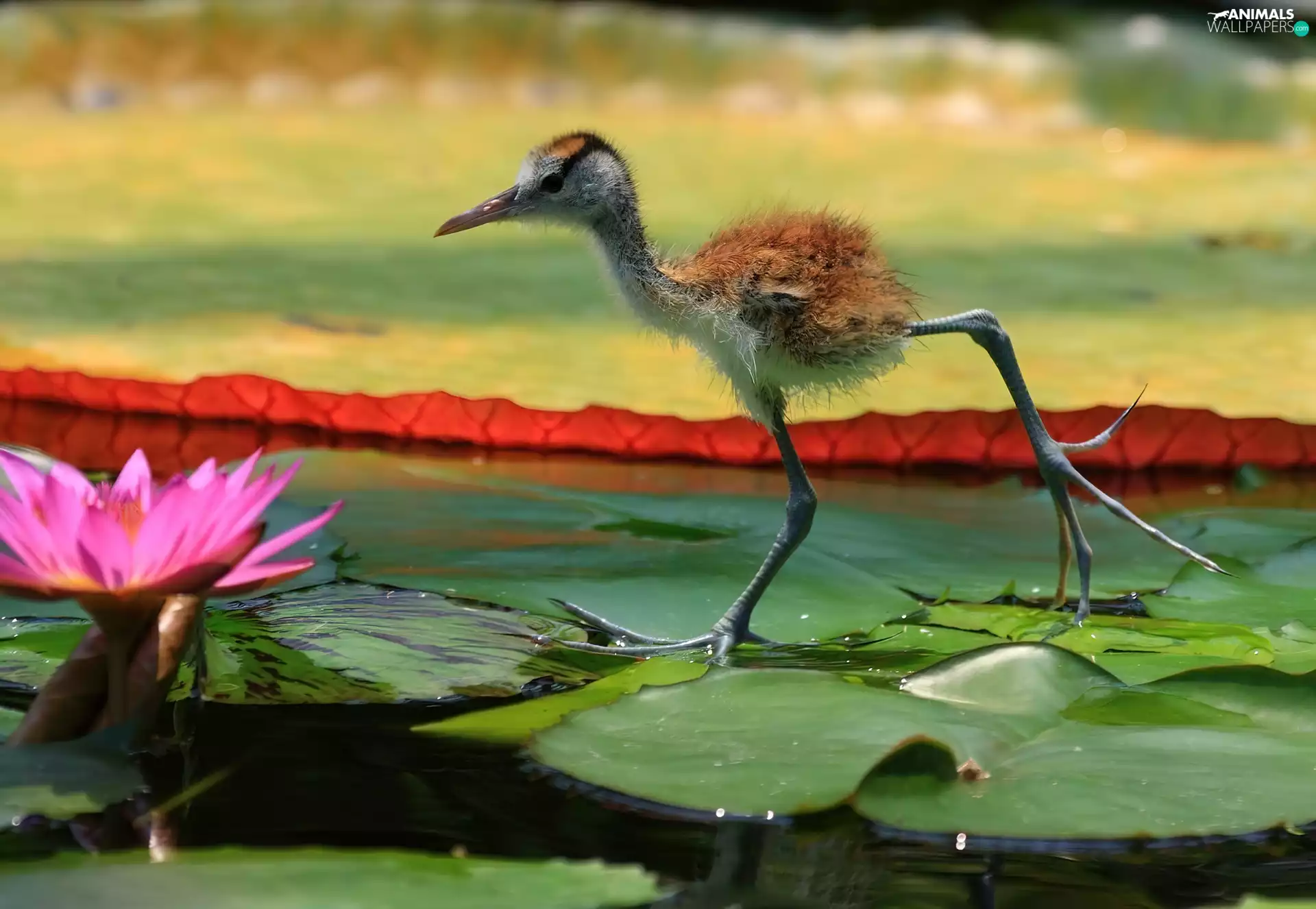 chick, water-lily