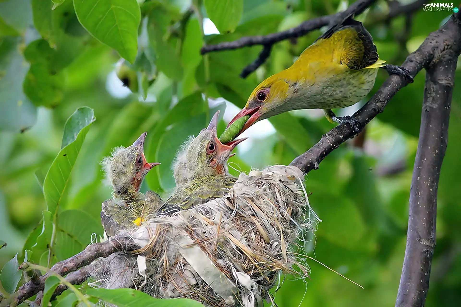 chick, oriole, nest