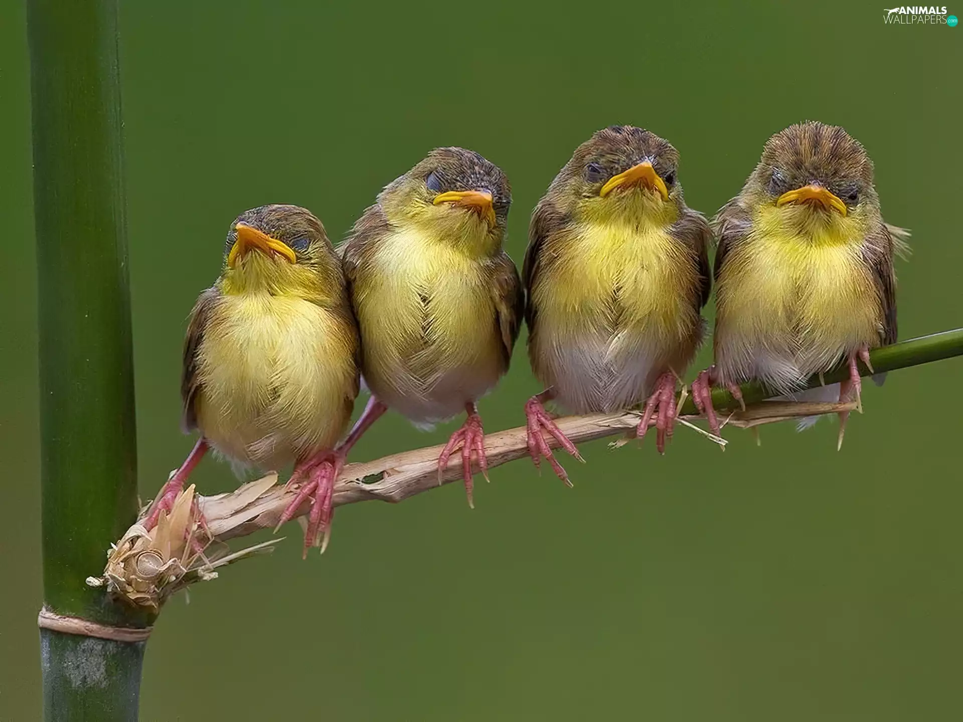 chick, flycatchers, young