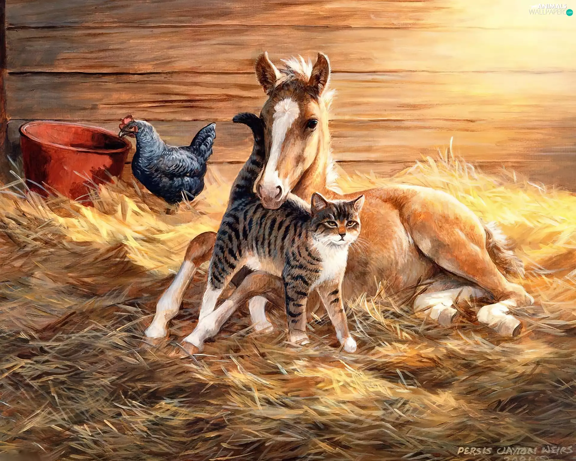 chicken, Colt, cat