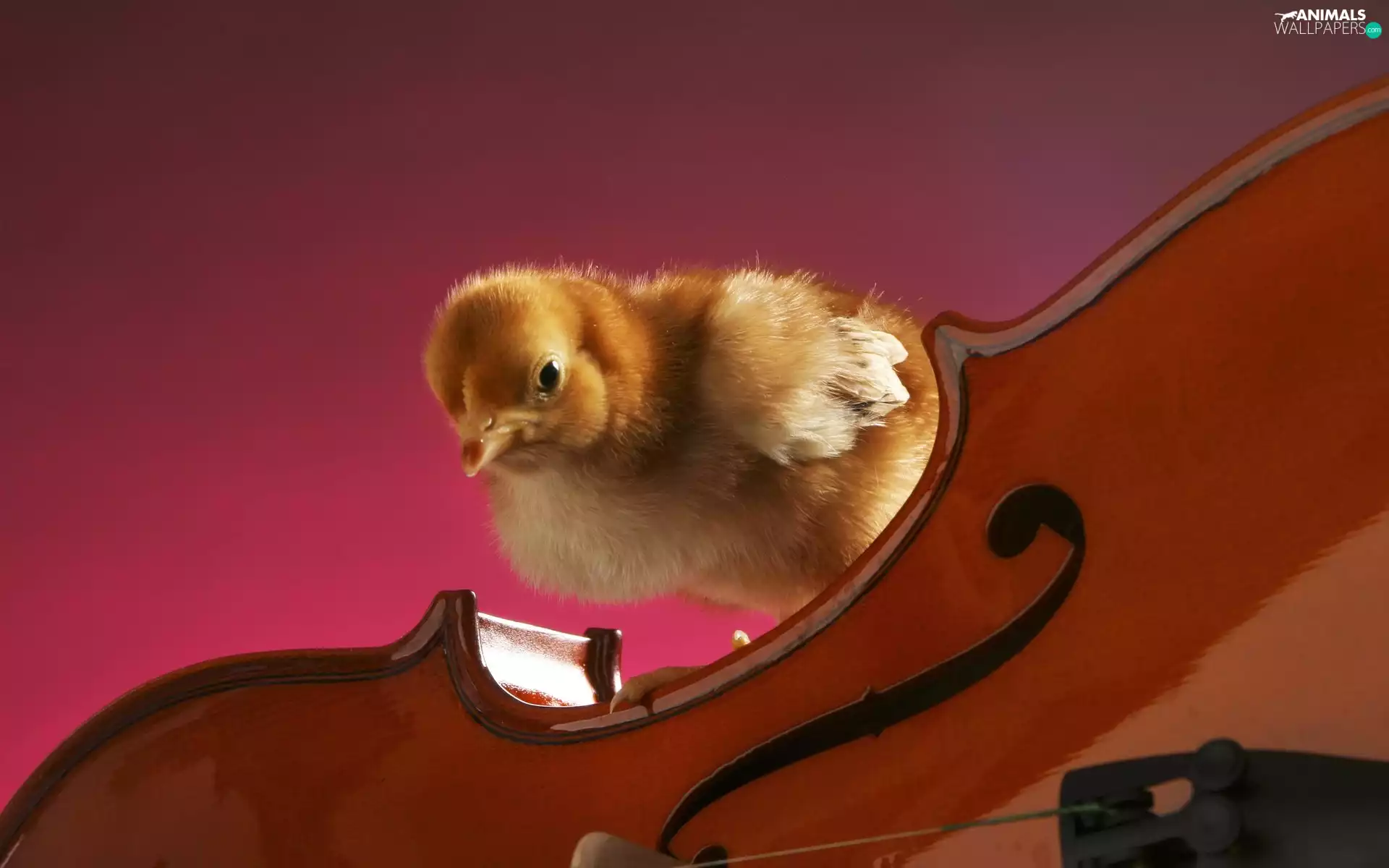 chicken, violin