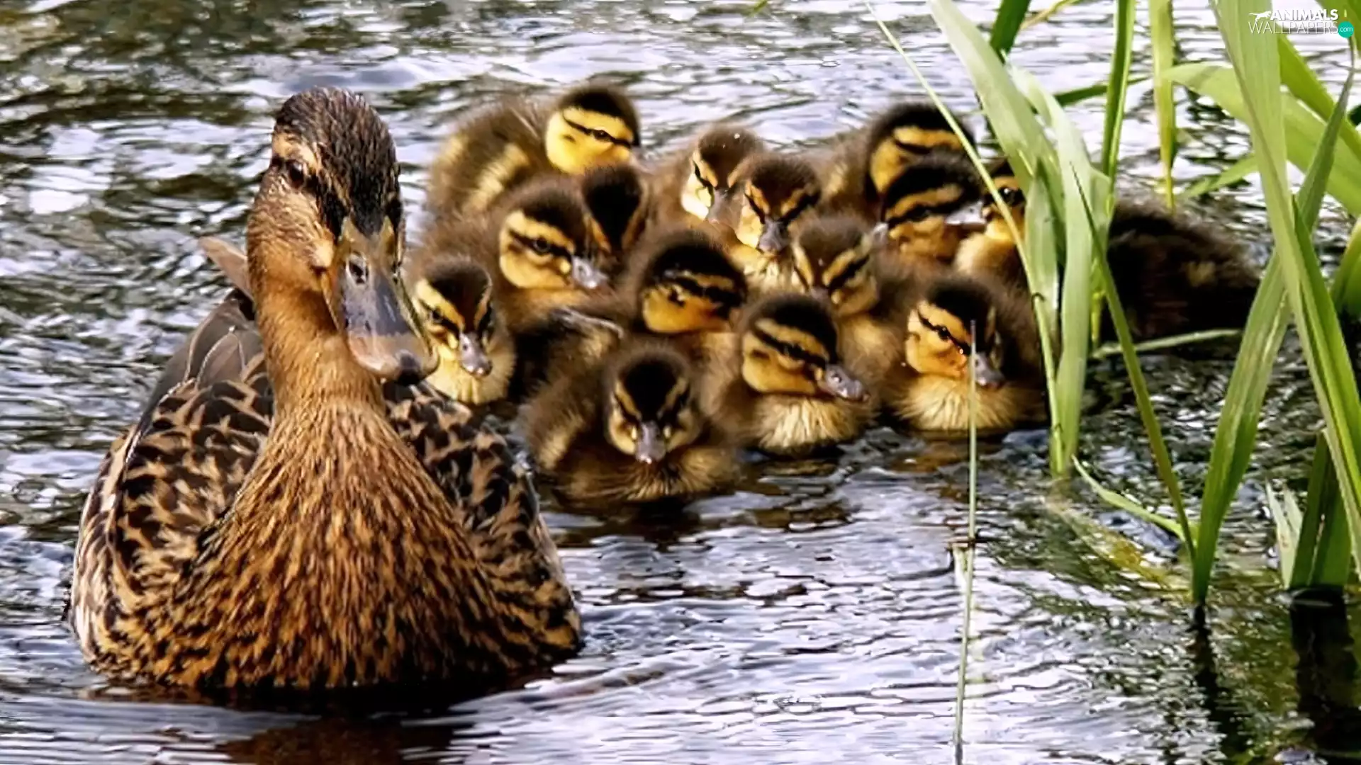 duck, water, Cane, Chicks