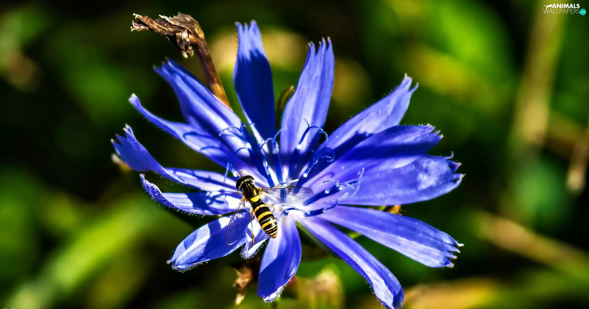 chicory, wasp