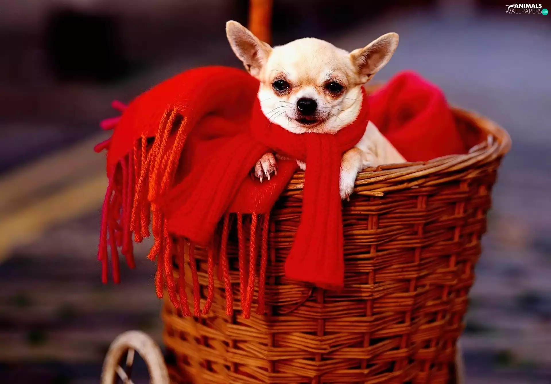 basket, Red, Scarf, Chihuahua