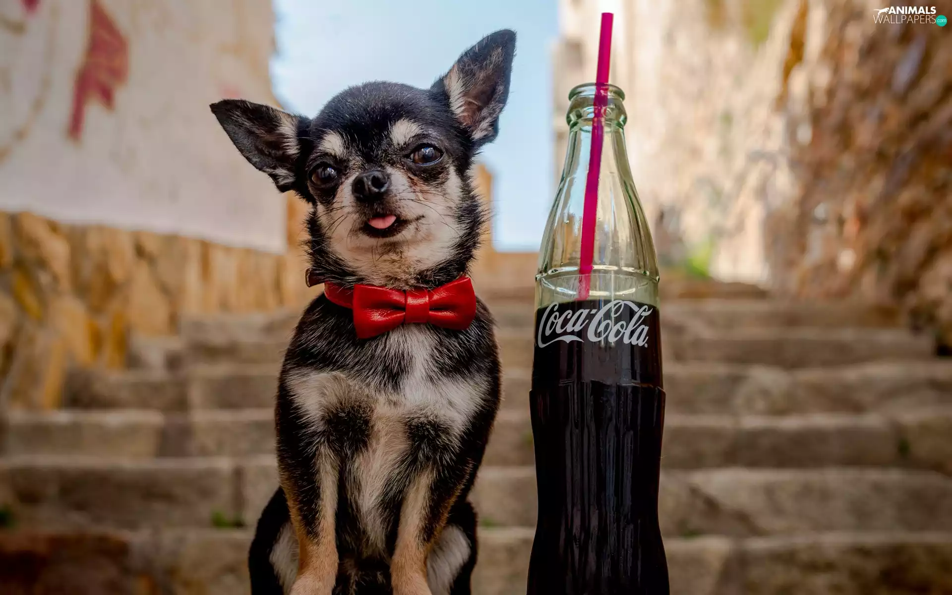 Coca-Cola, dog, Chihuahua