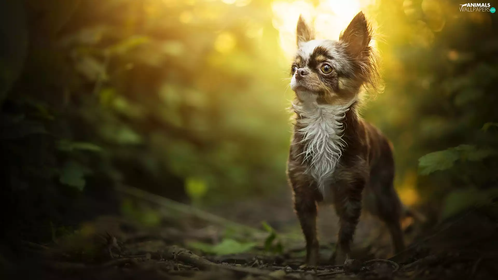 dog, Long-haired Chihuahua