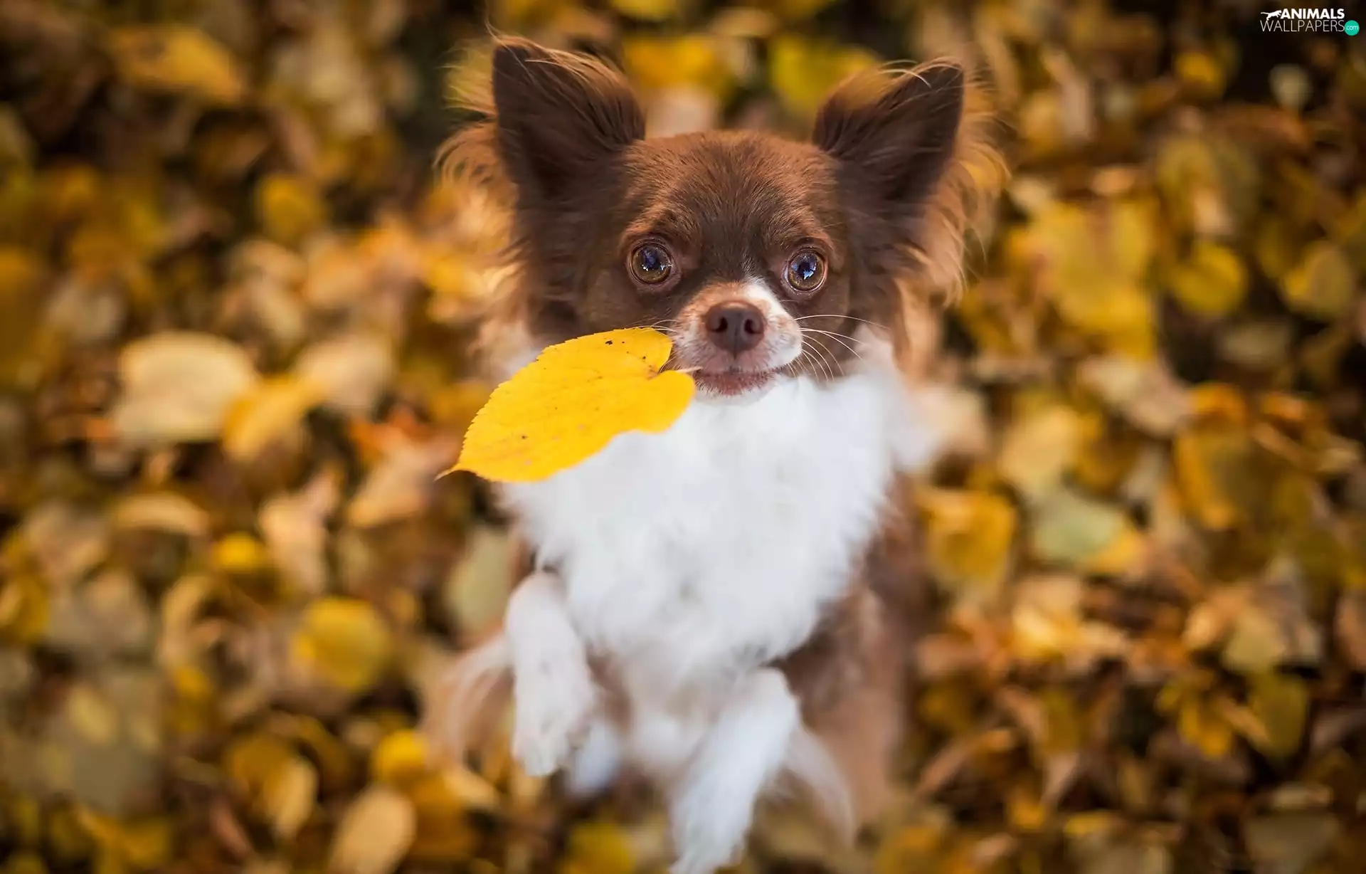 dog, Autumn, Leaf, Chihuahua