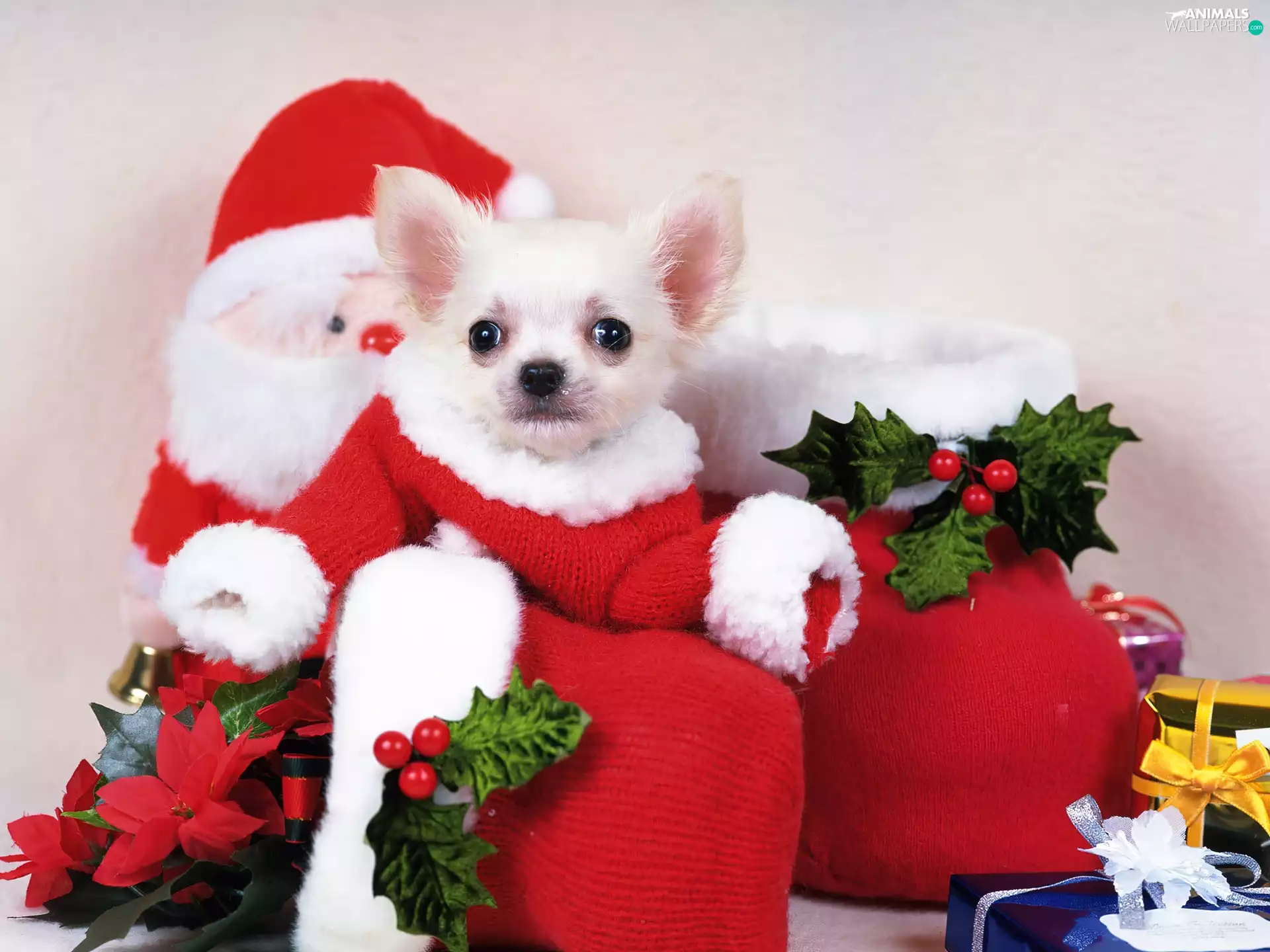 Chihuahua, Santa, dog