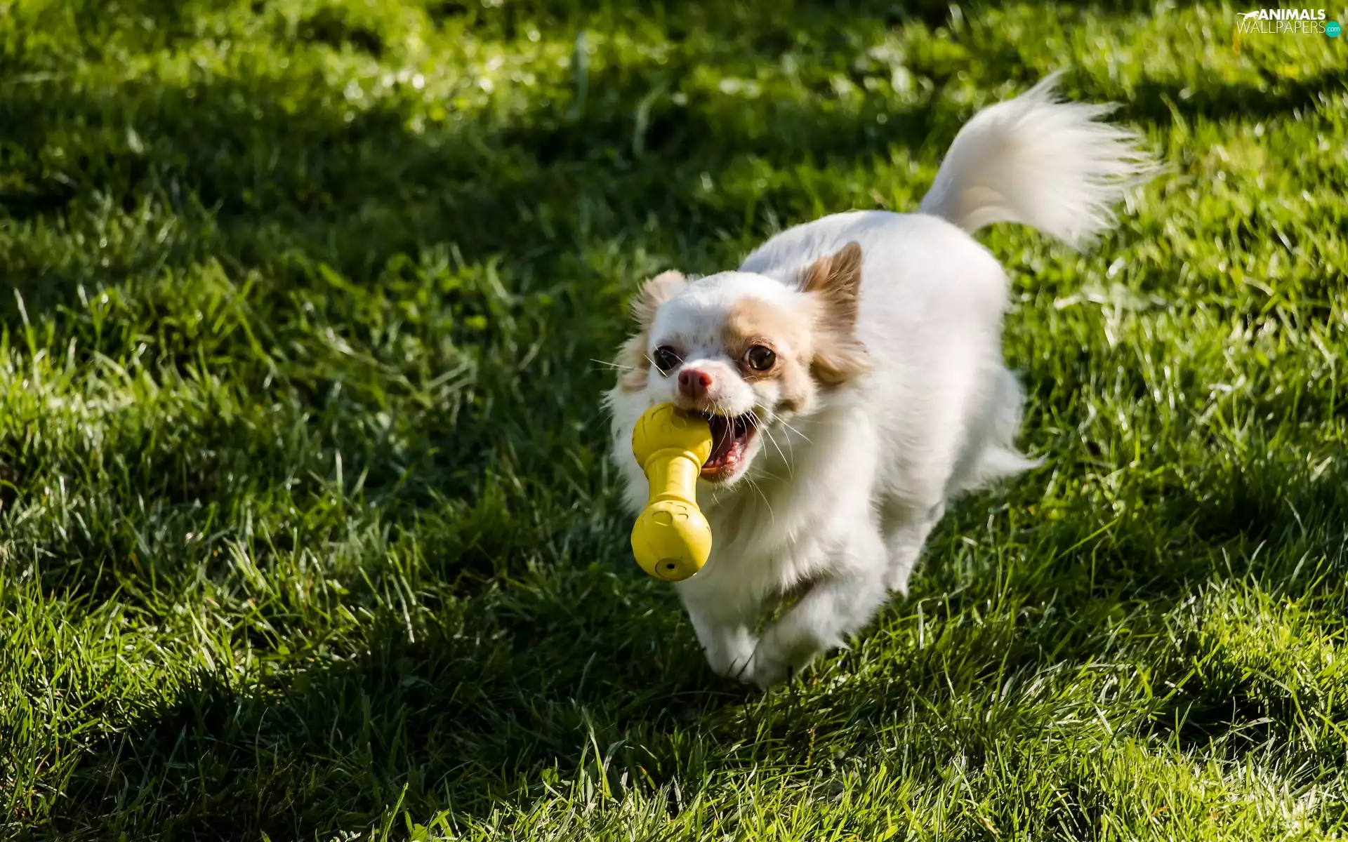 dog, grass, toy, Chihuahua