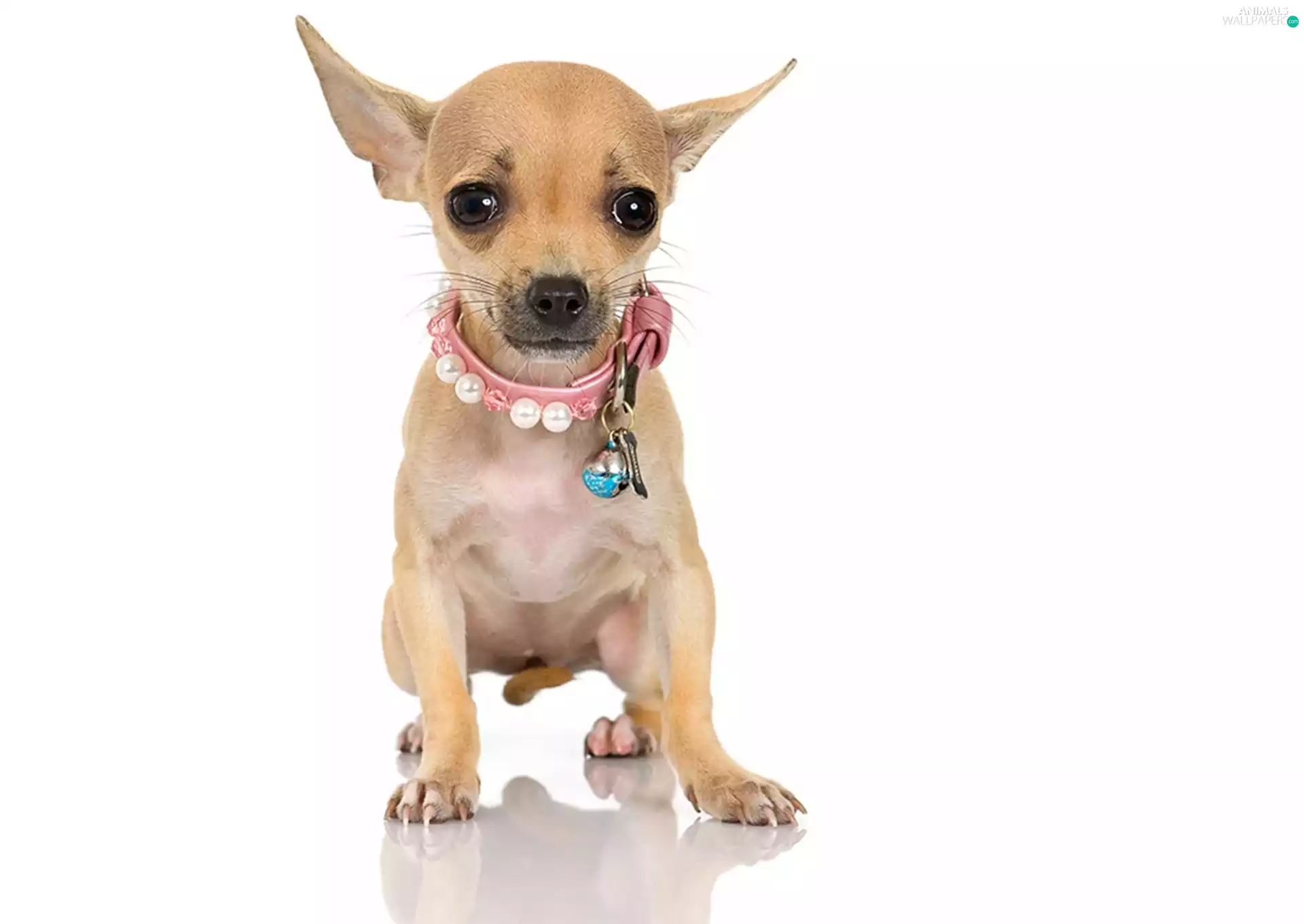 Chihuahua, dog, Puppy