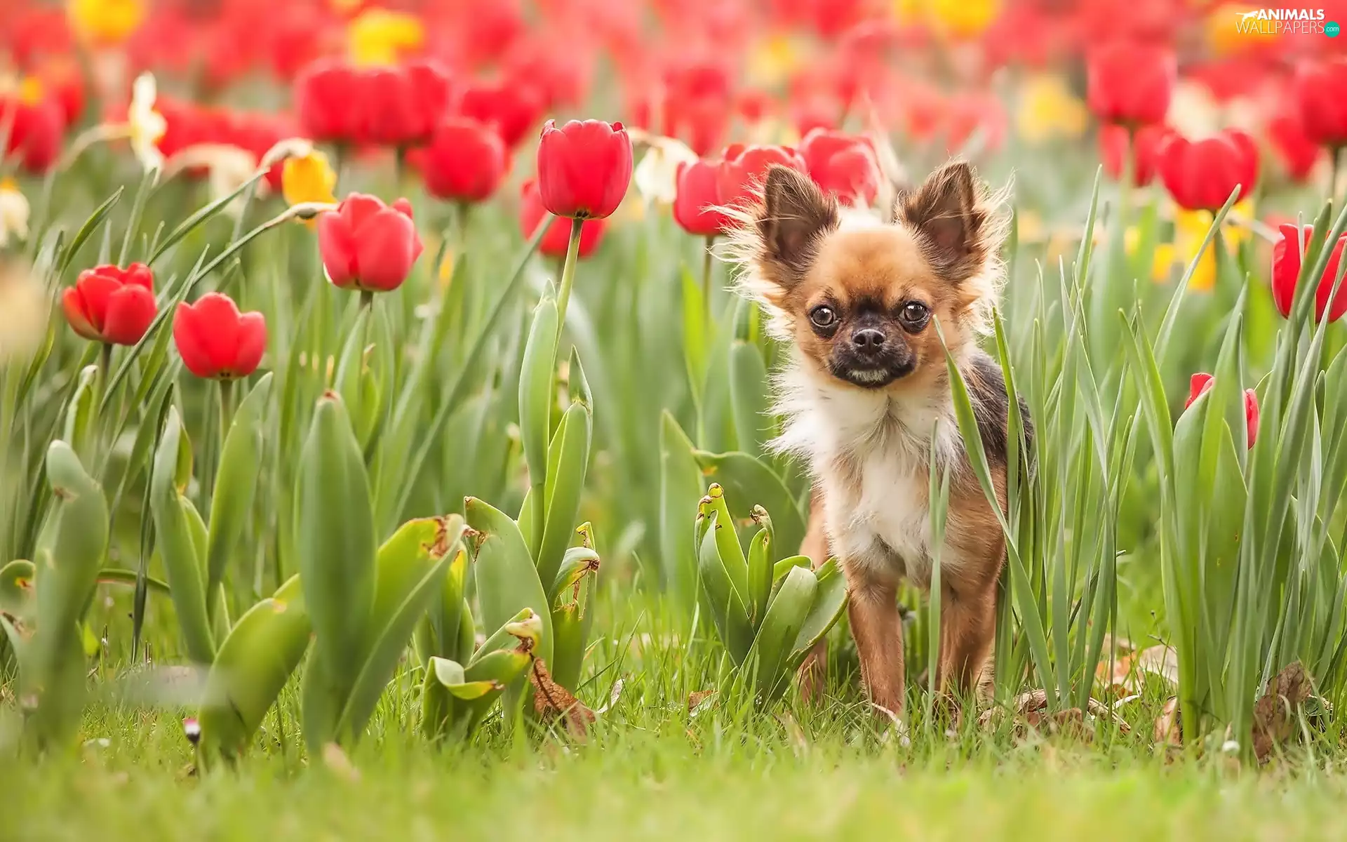 Chihuahua, doggy, Tulips
