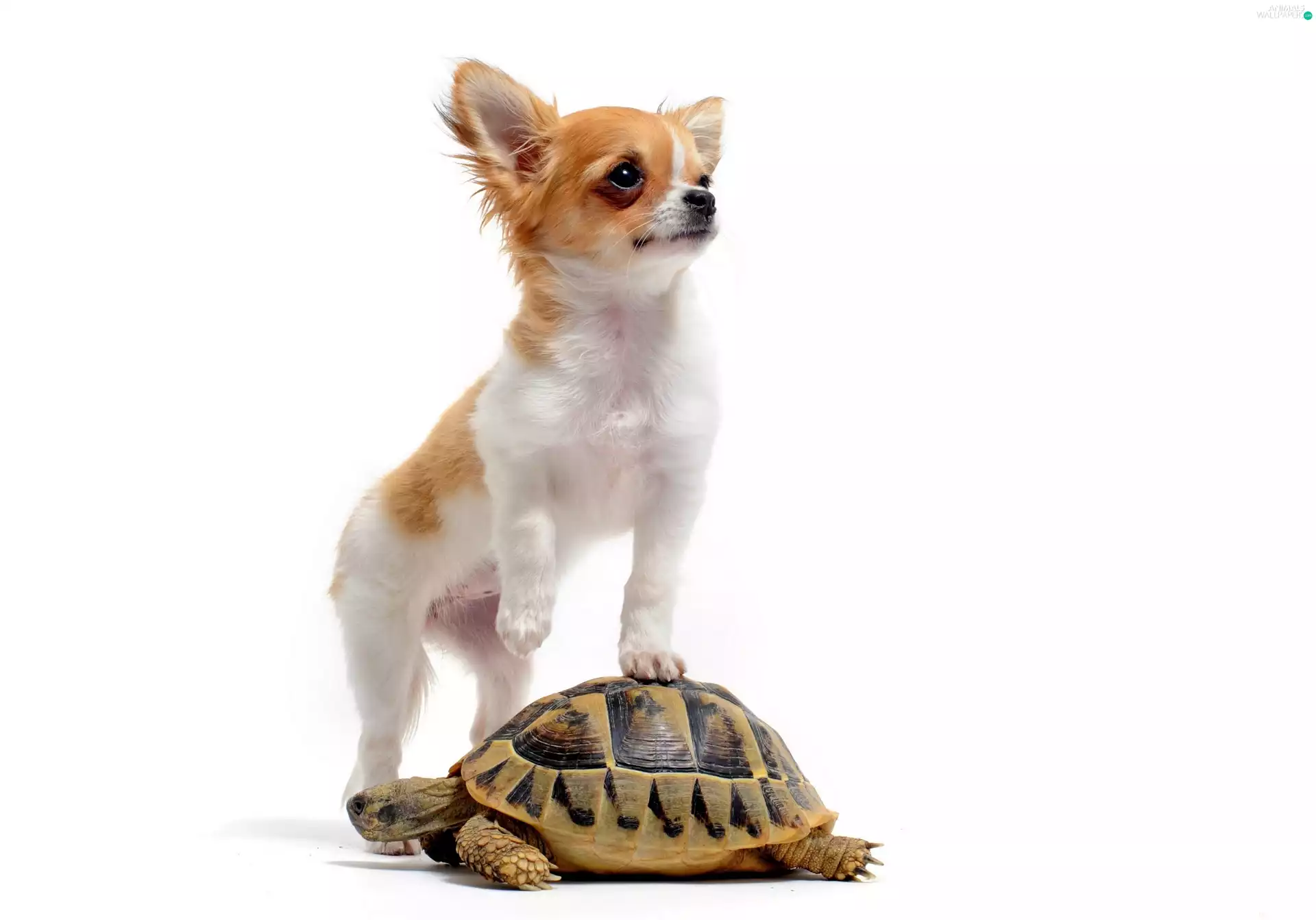 turtle, long-haired Chihuahua