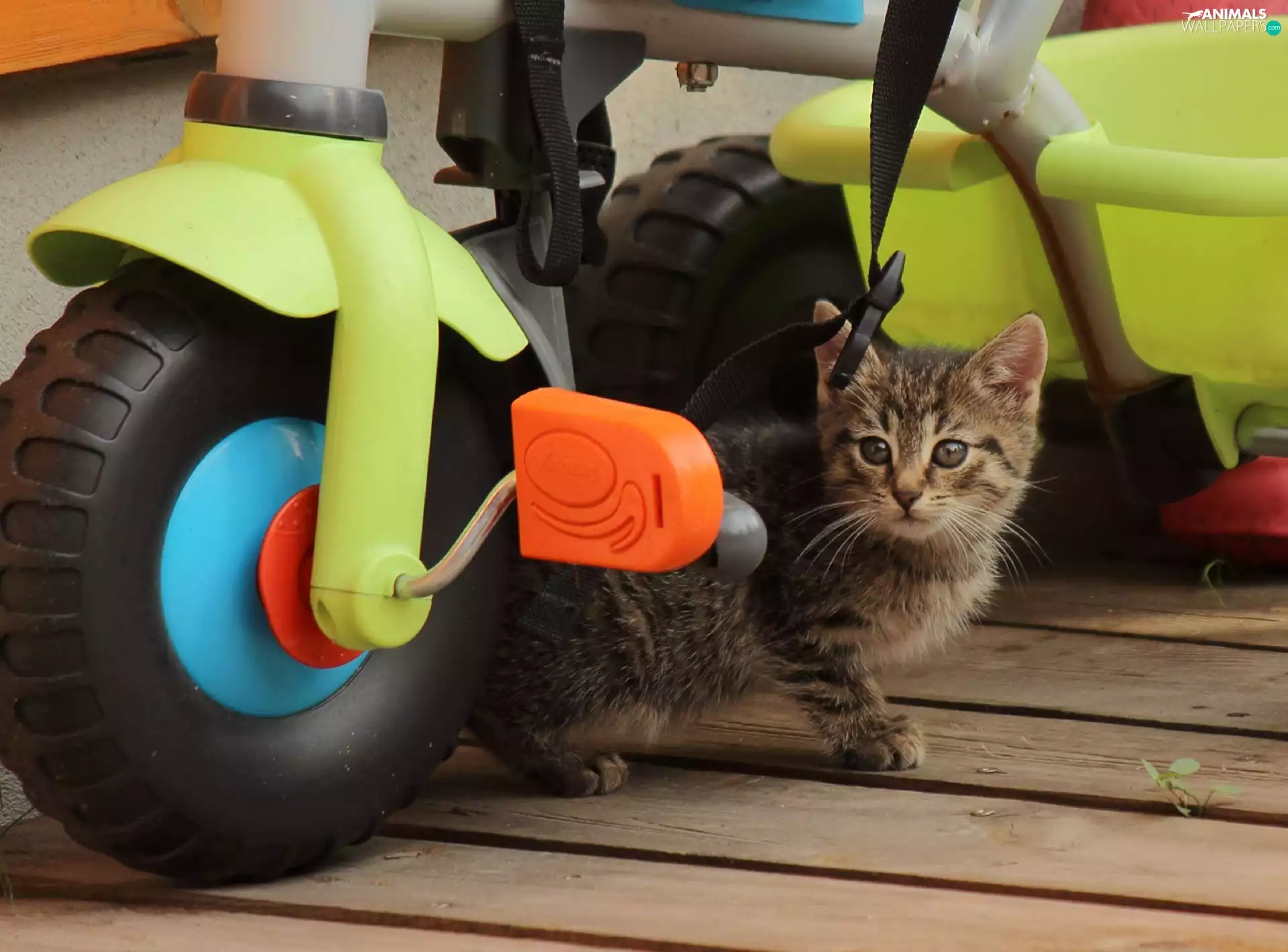 childish, kitten, Bicycle