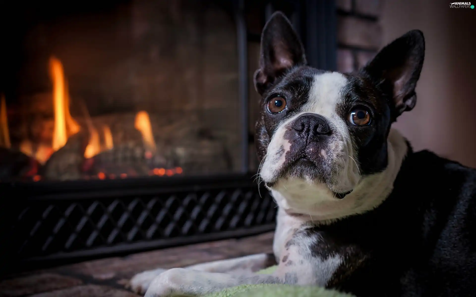 burner chimney, dog, Boston Terrier