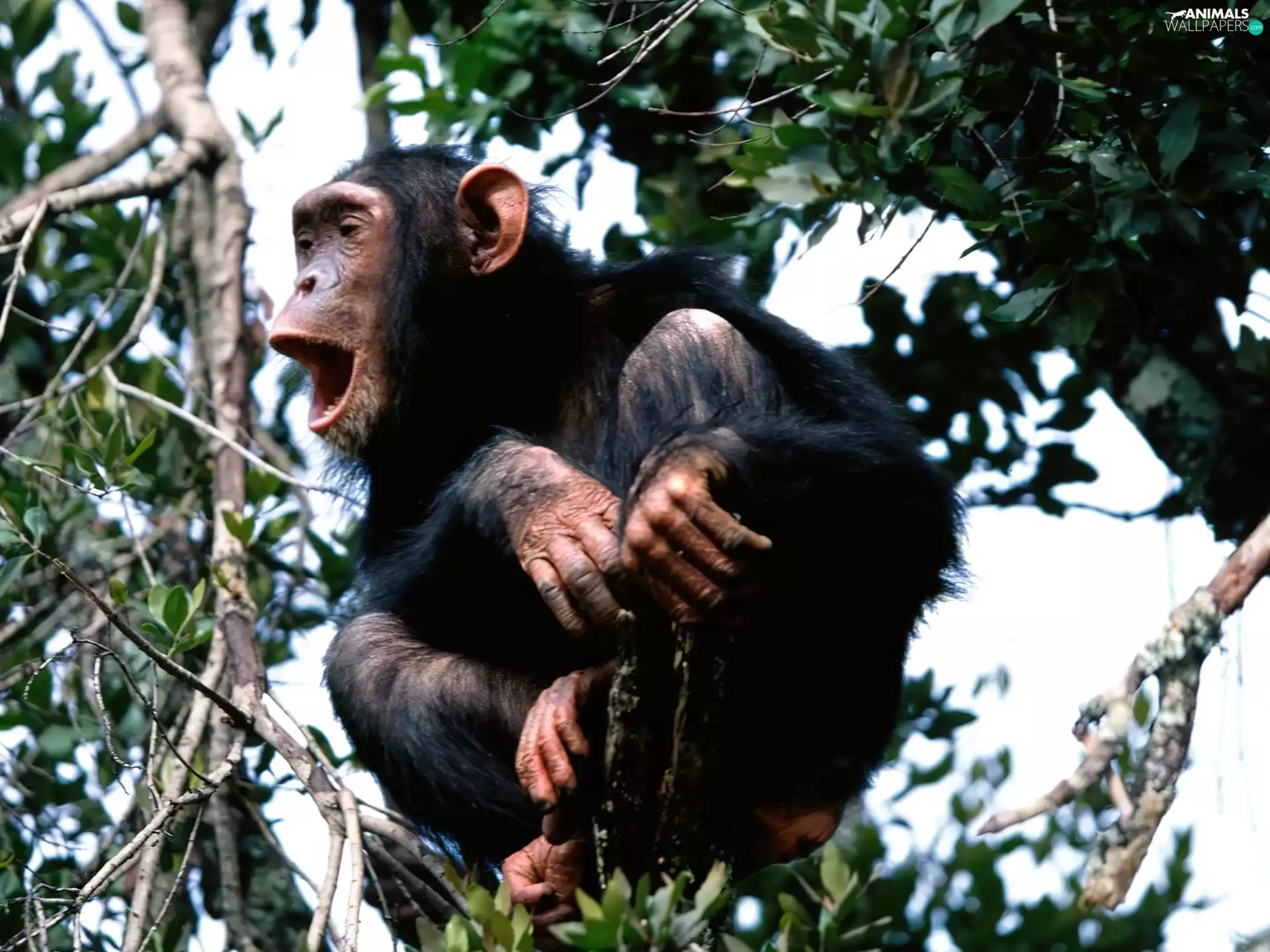chimpanzee