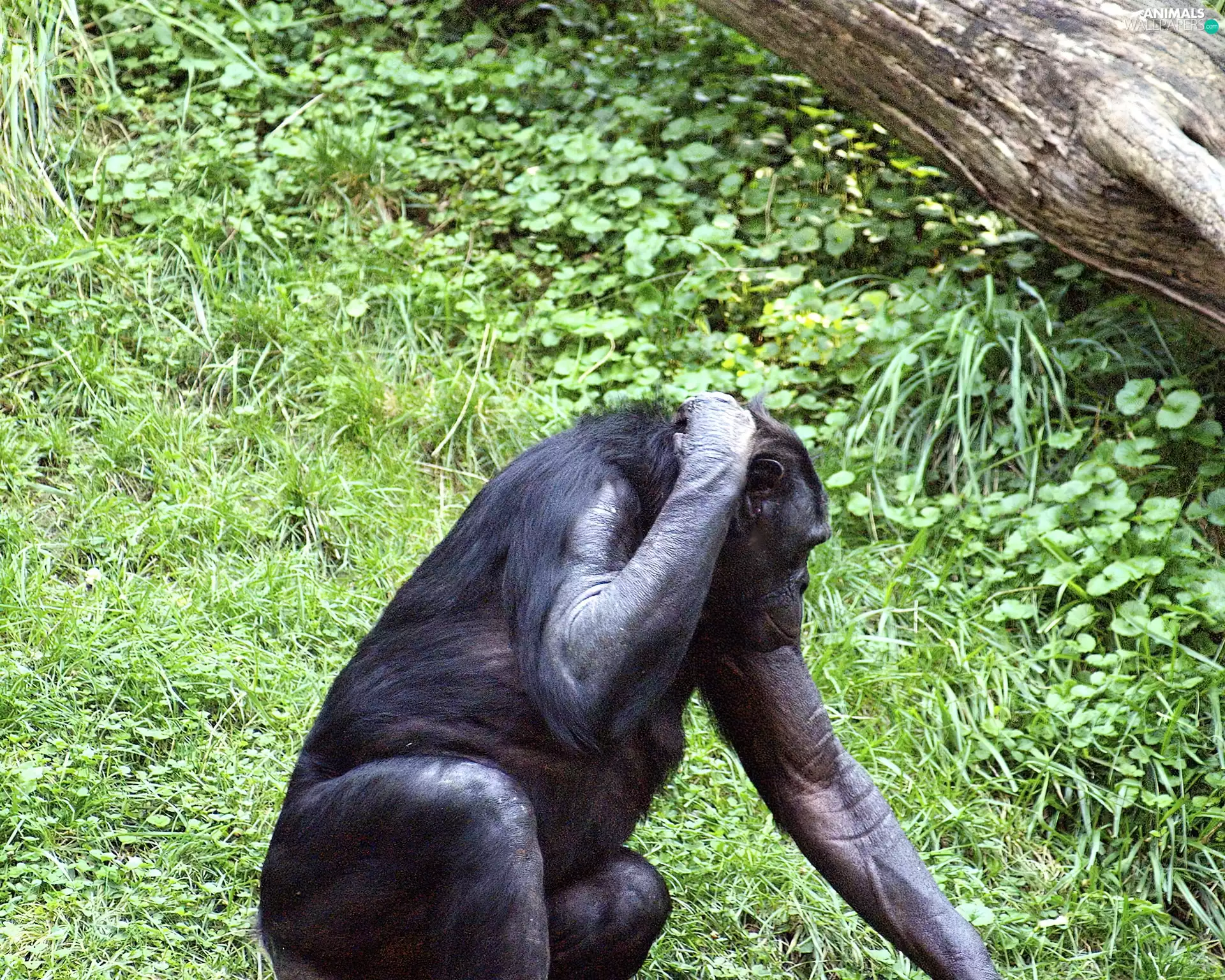 chimpanzee, green
