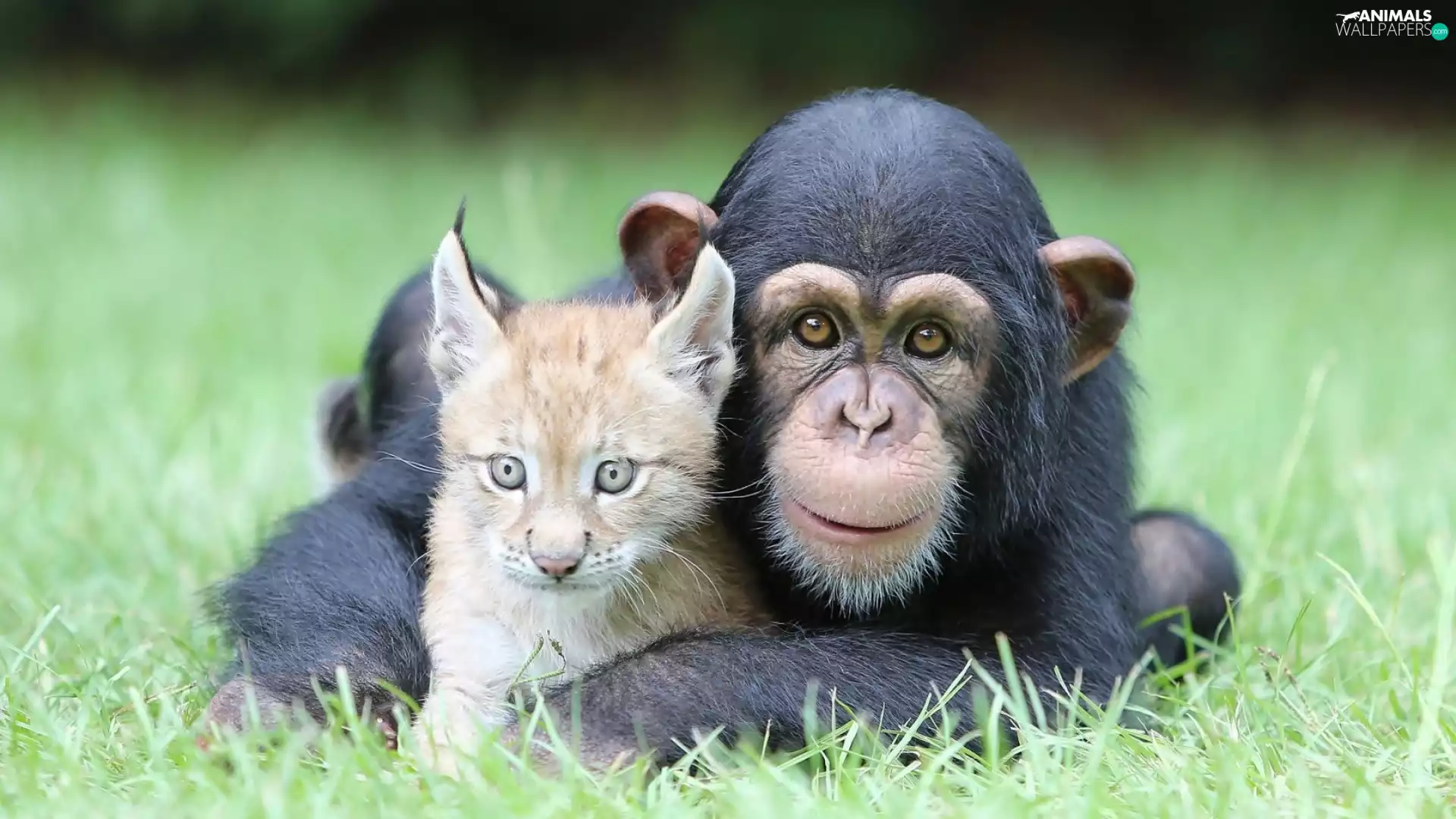 Meadow, young, Lynx, chimpanzee