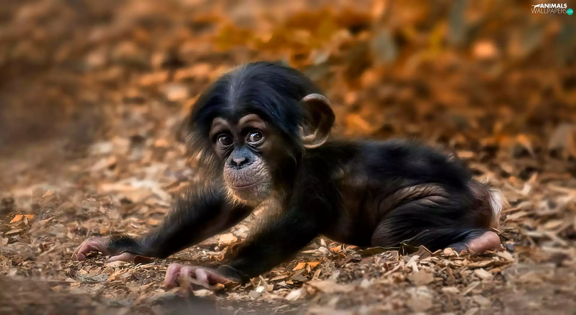 chimpanzee, small, Monkey