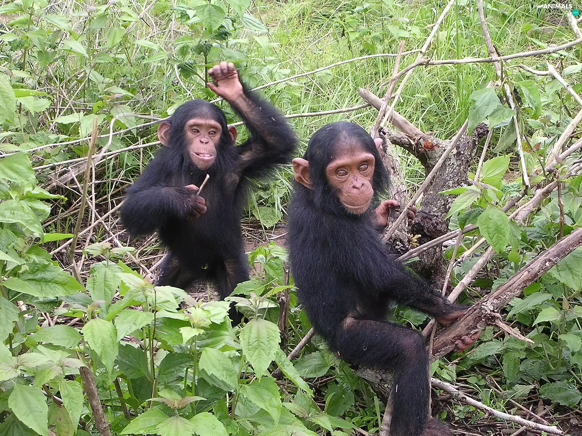 VEGETATION, Two cars, chimpanzee