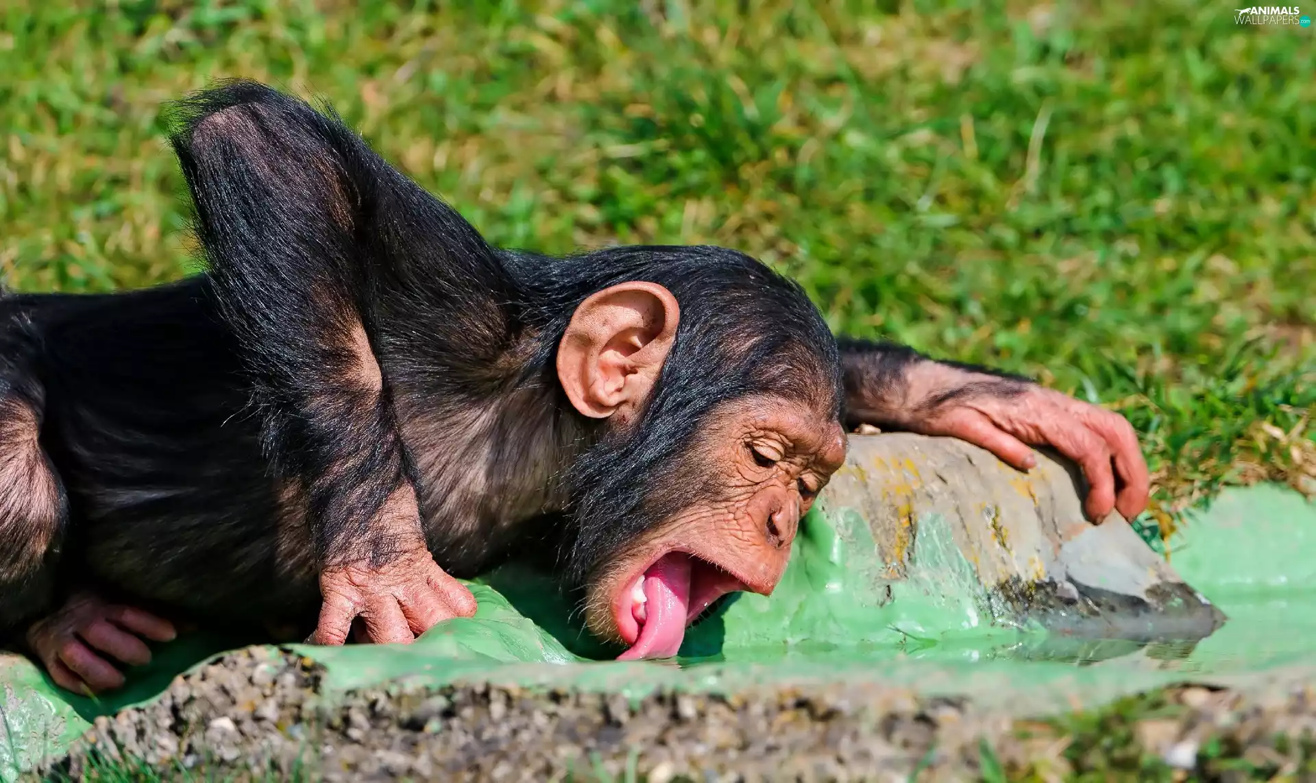 young, Tounge, water, chimpanzee