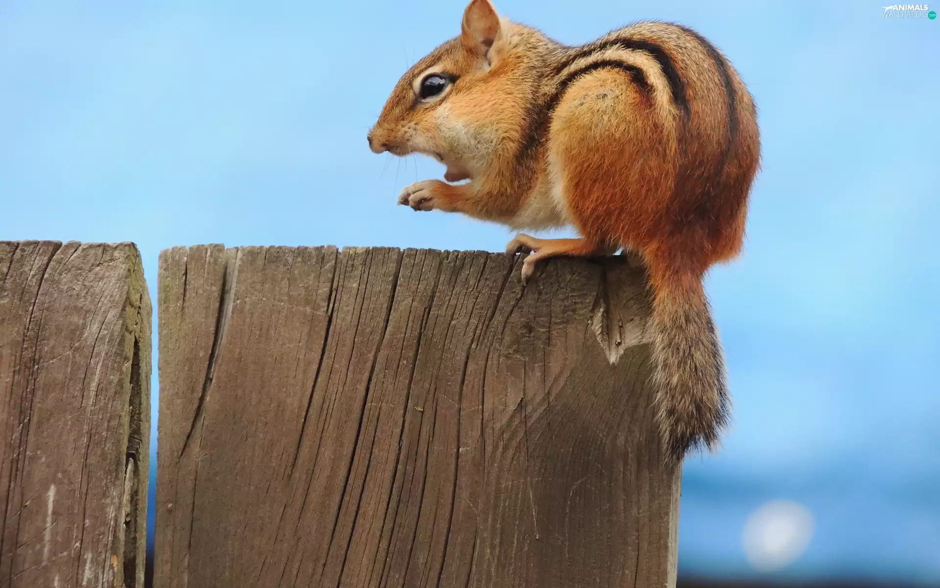 Chipmunk, board