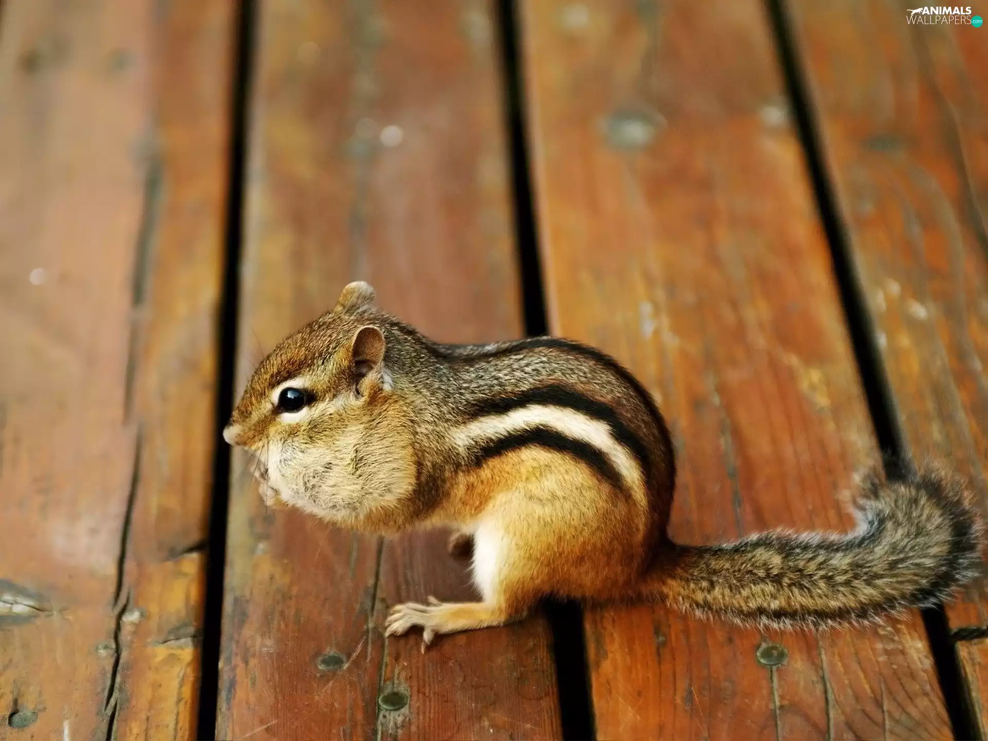 Chipmunk, boarding
