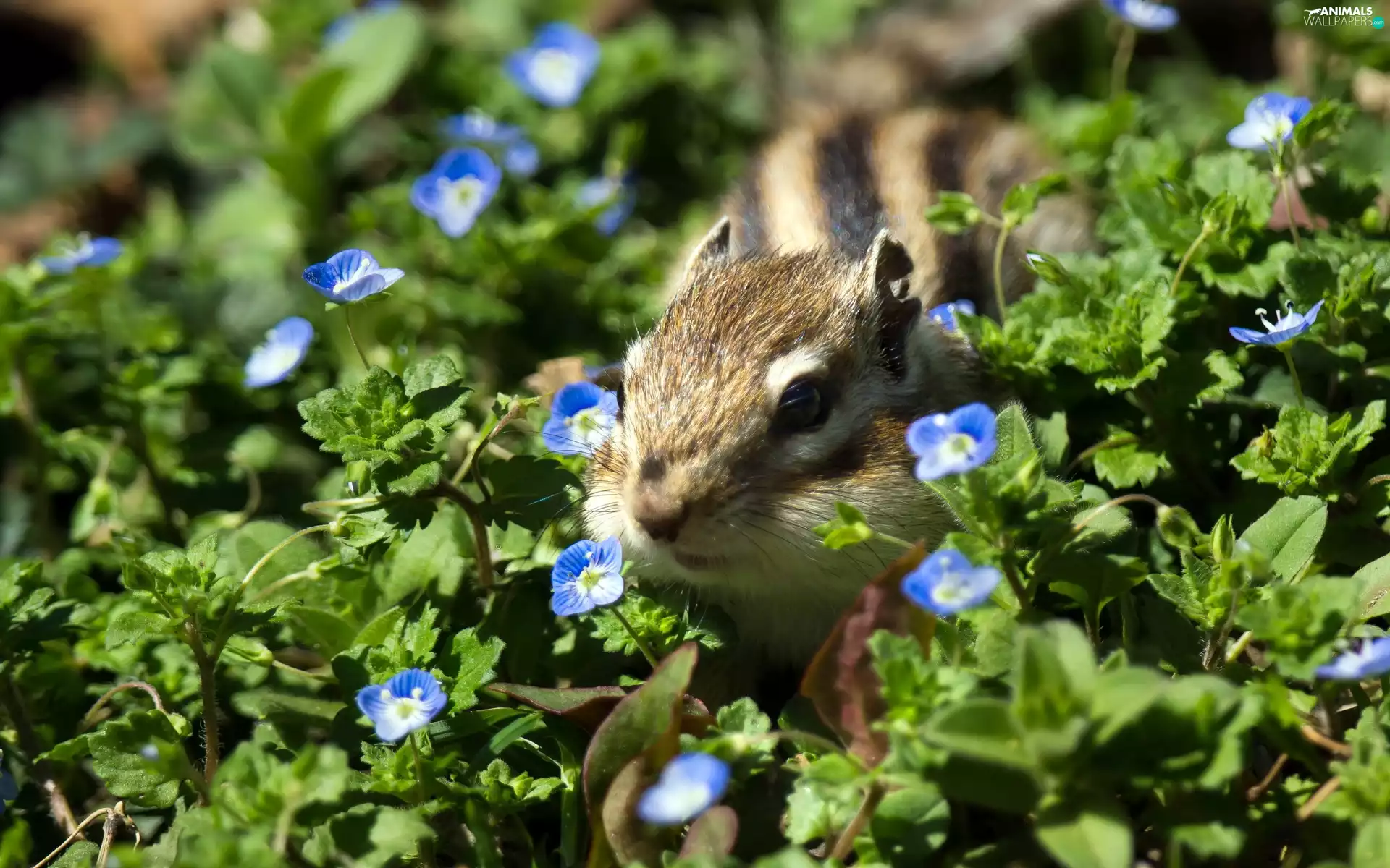 Chipmunk, flowers