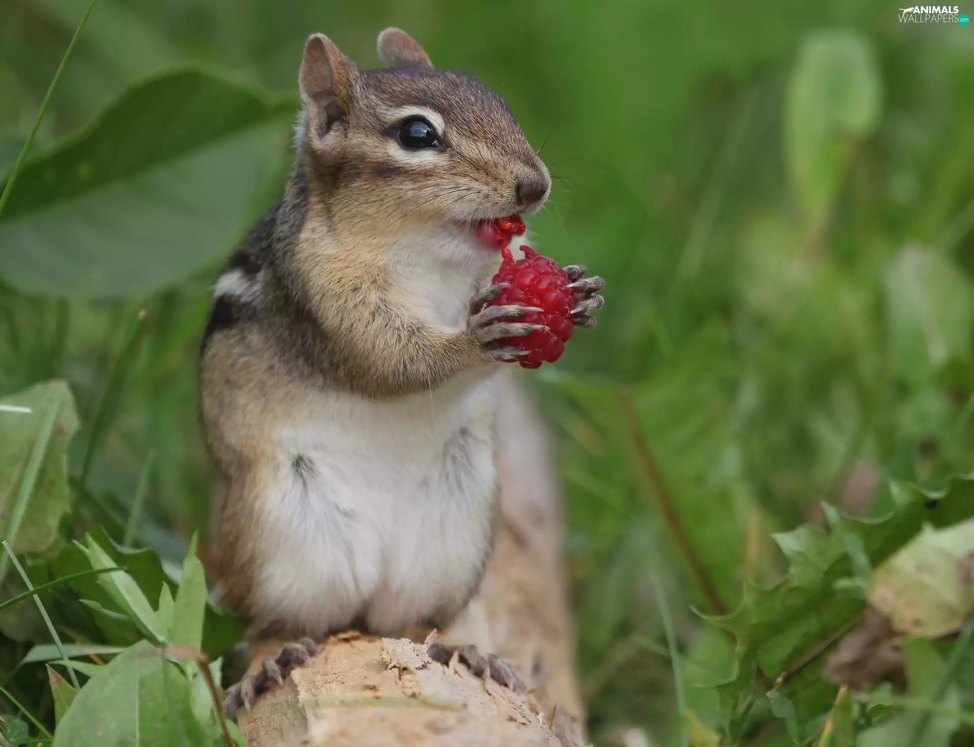 Chipmunk, raspberry