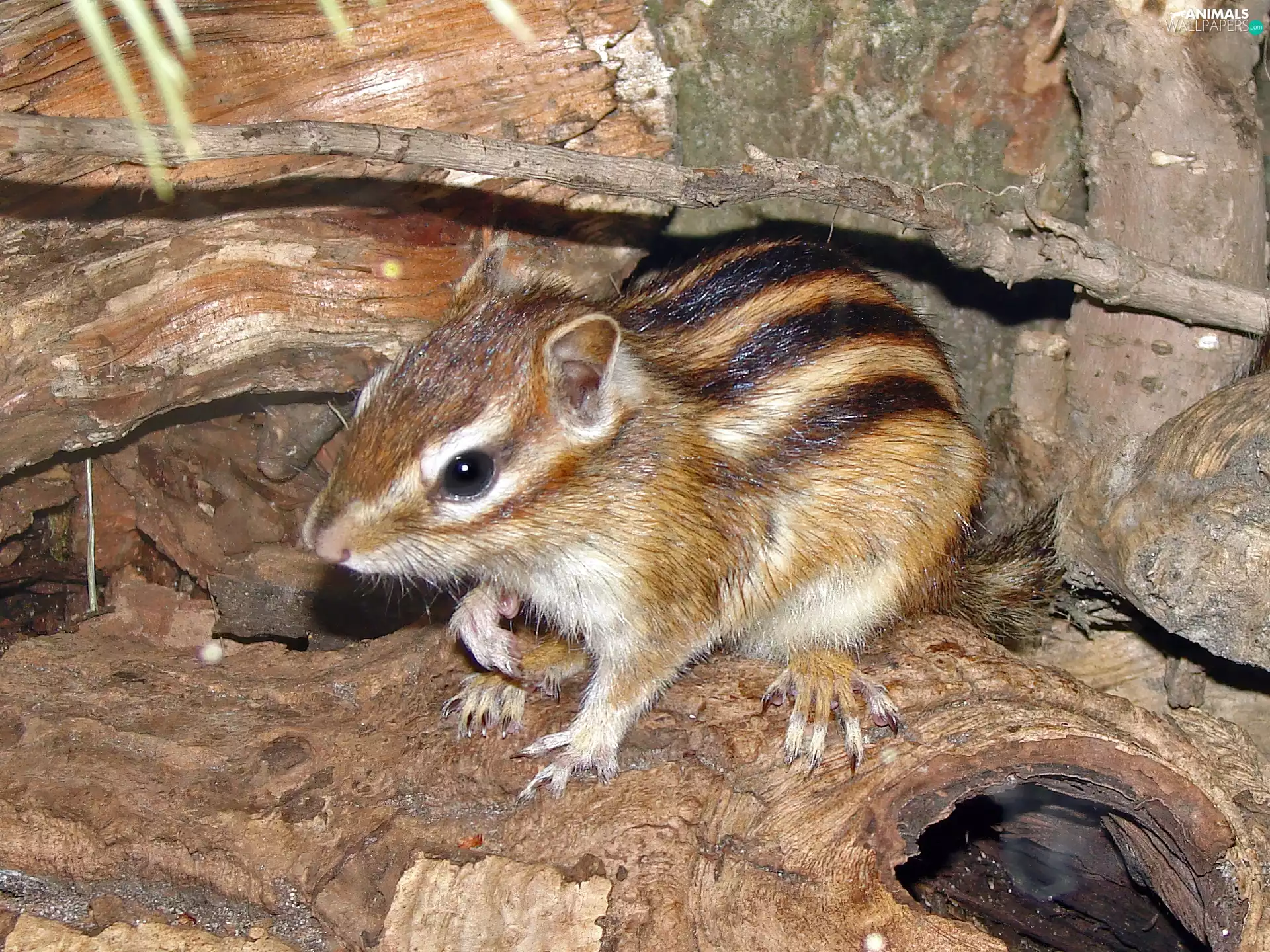 Chipmunk, rocks