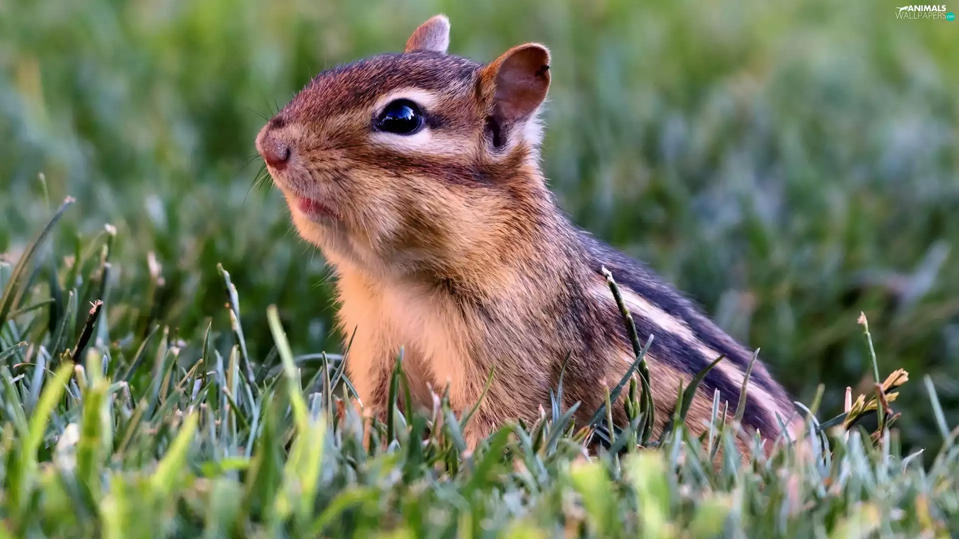 squirrel, grass, Meadow, Chipmunk