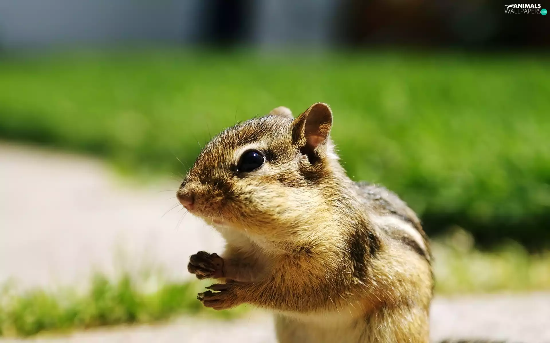 Chipmunk, small, squirrel