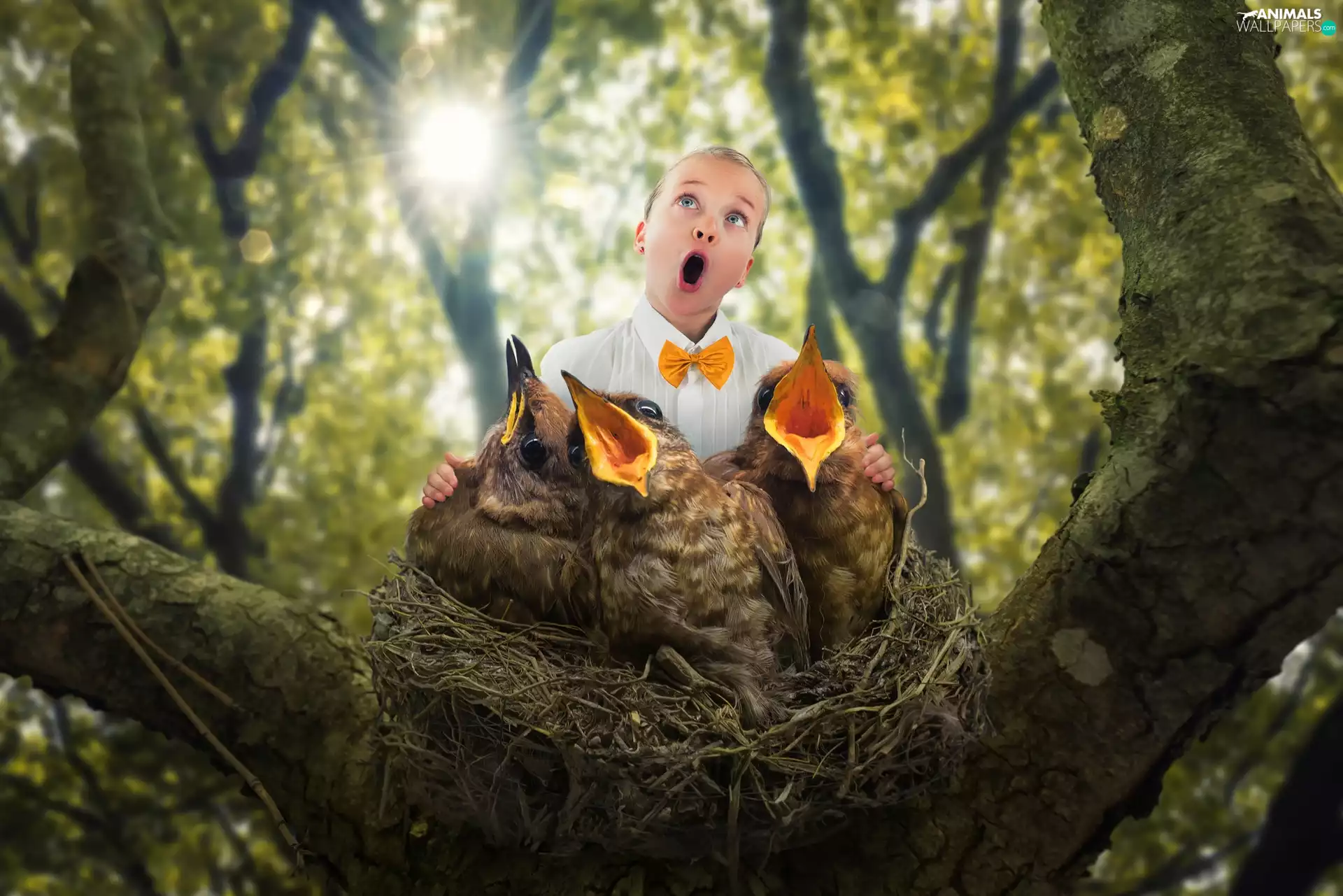 birds, Funny, Kid, choir, nest, trees