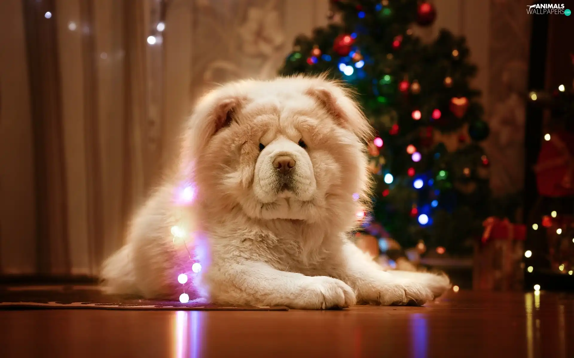 fuzzy, background, Chow chow, christmas tree, dog