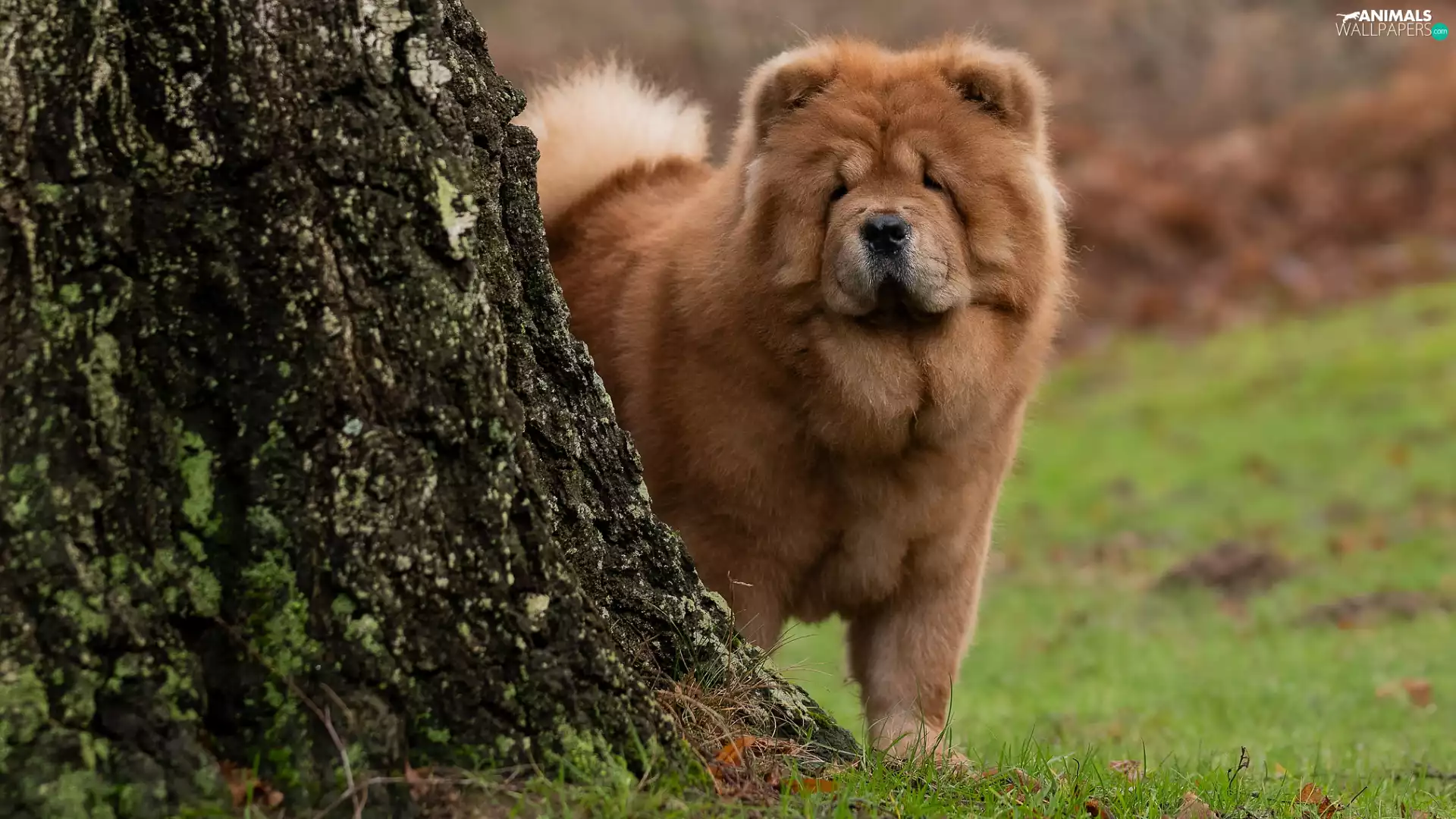 trees, viewes, Chow chow, trunk, dog