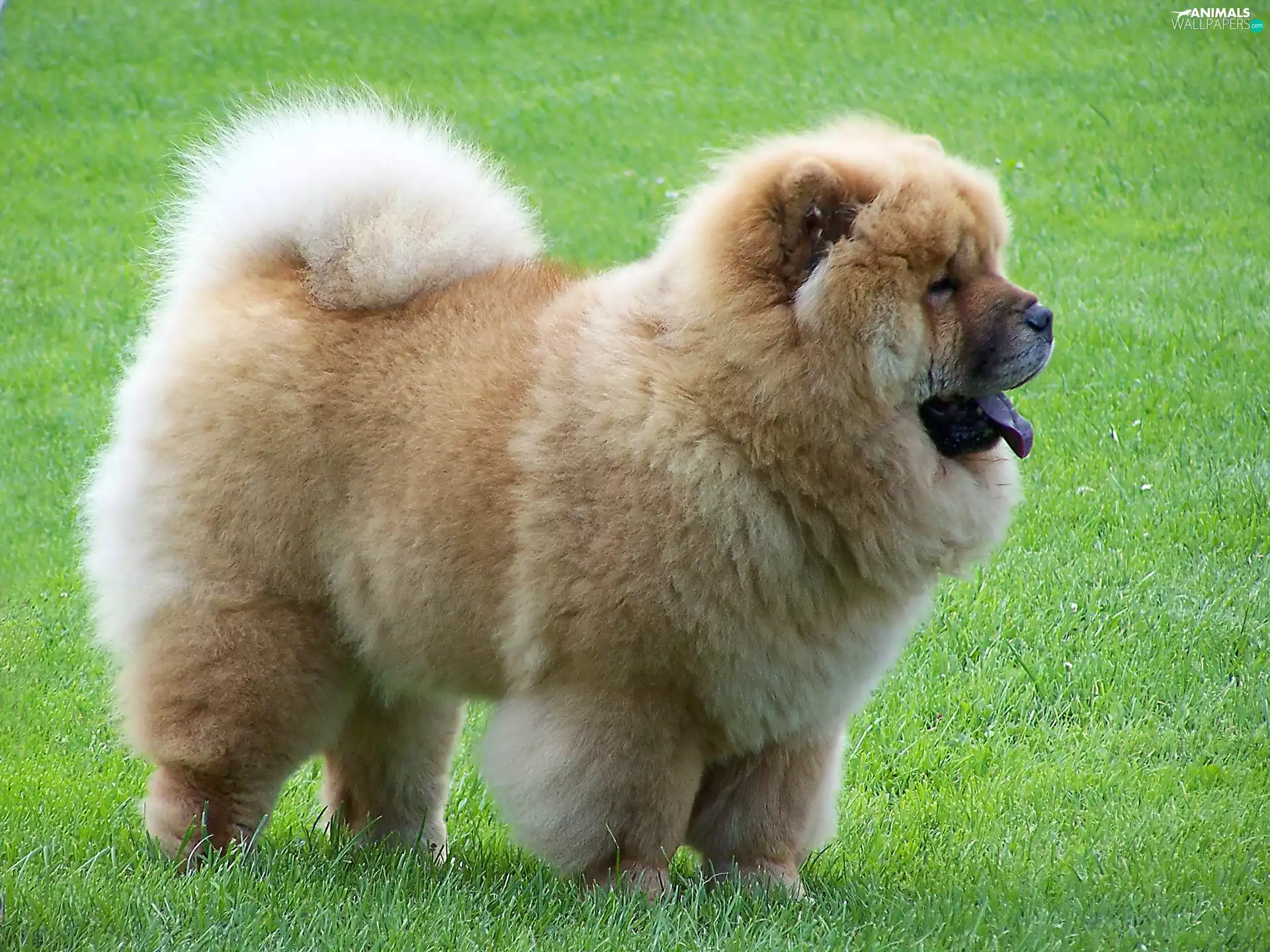 Chow chow, open, mouth, grass