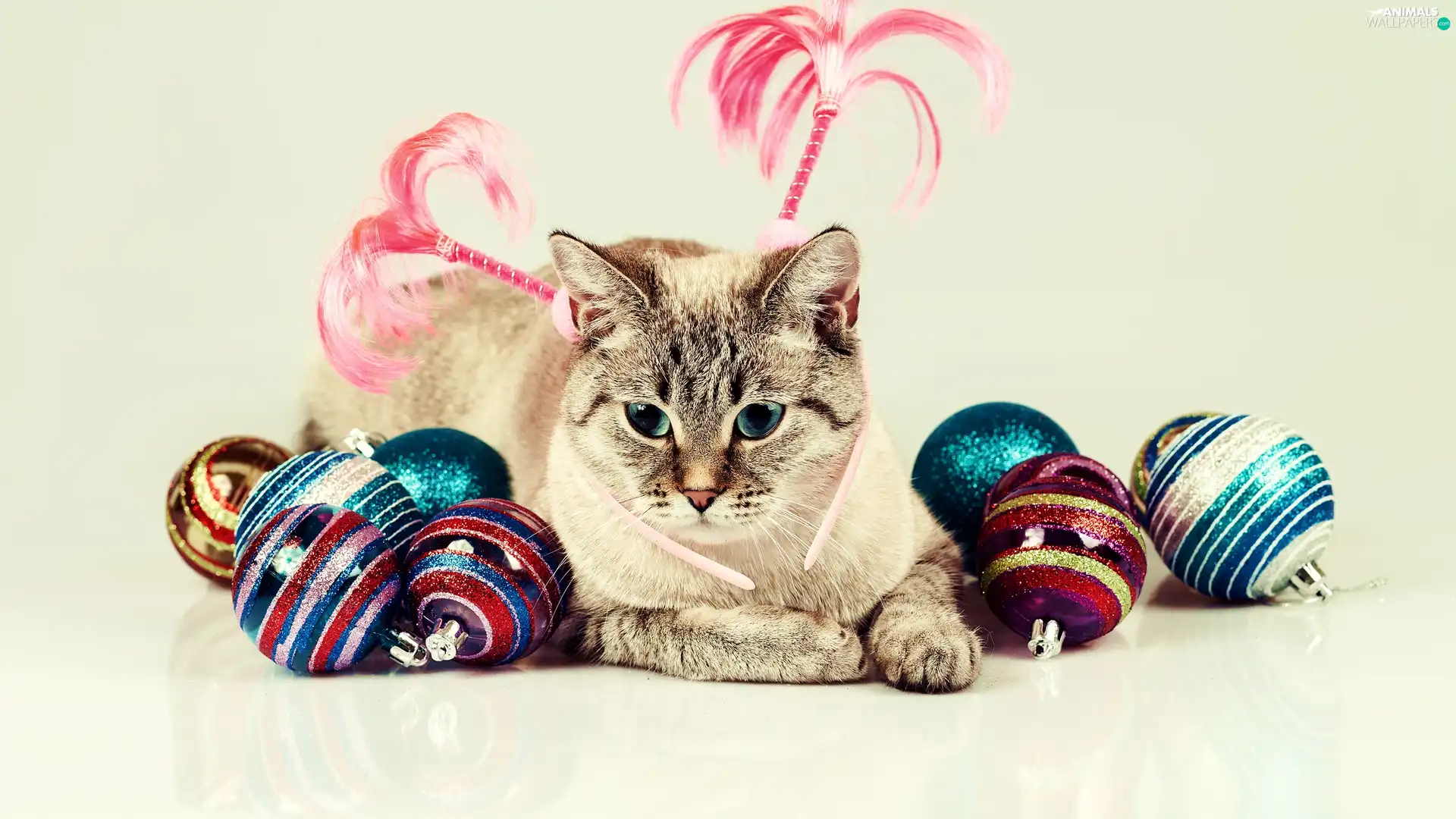 Christmas, cat, baubles