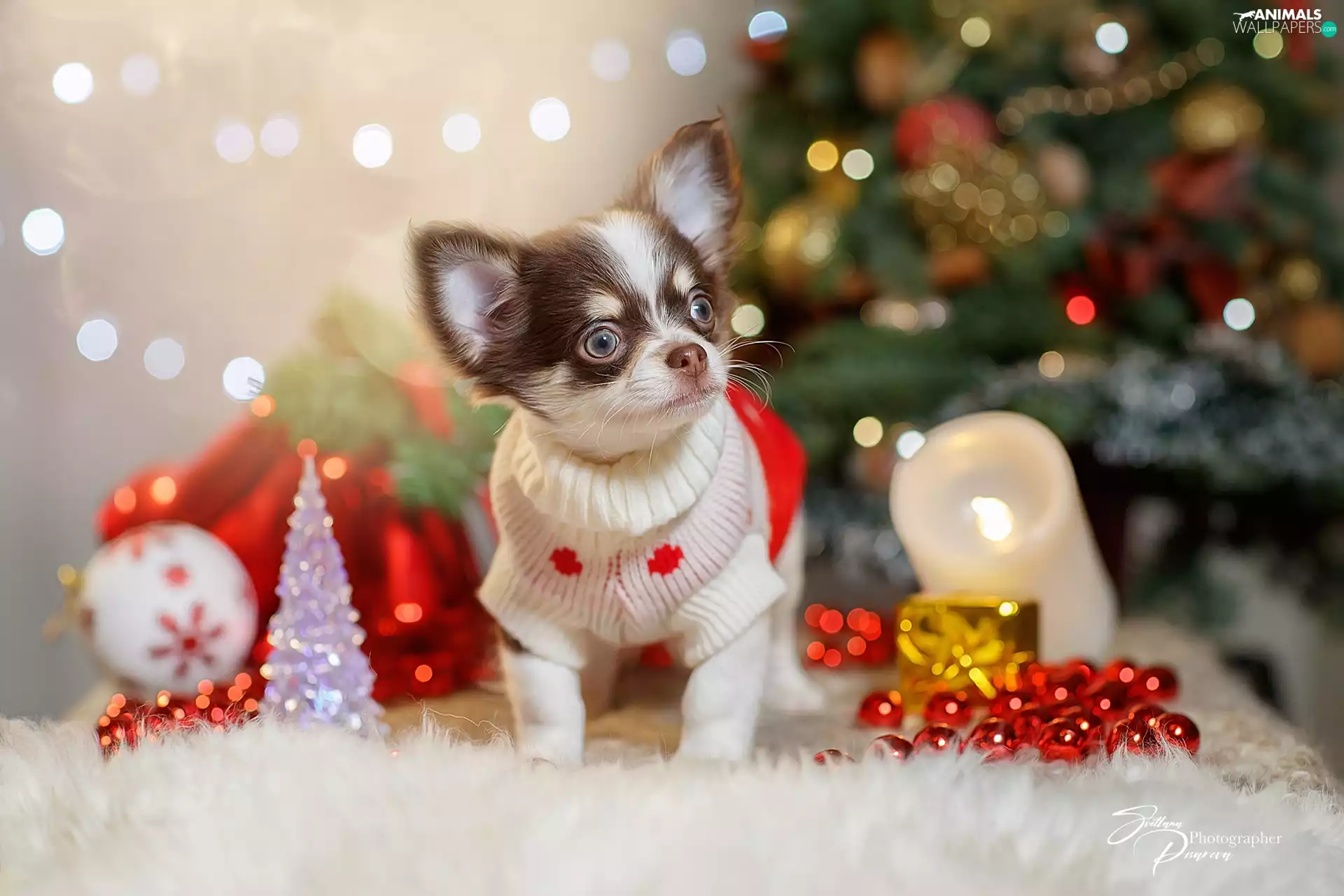 decor, Christmas, Chihuahua, clothes, dog