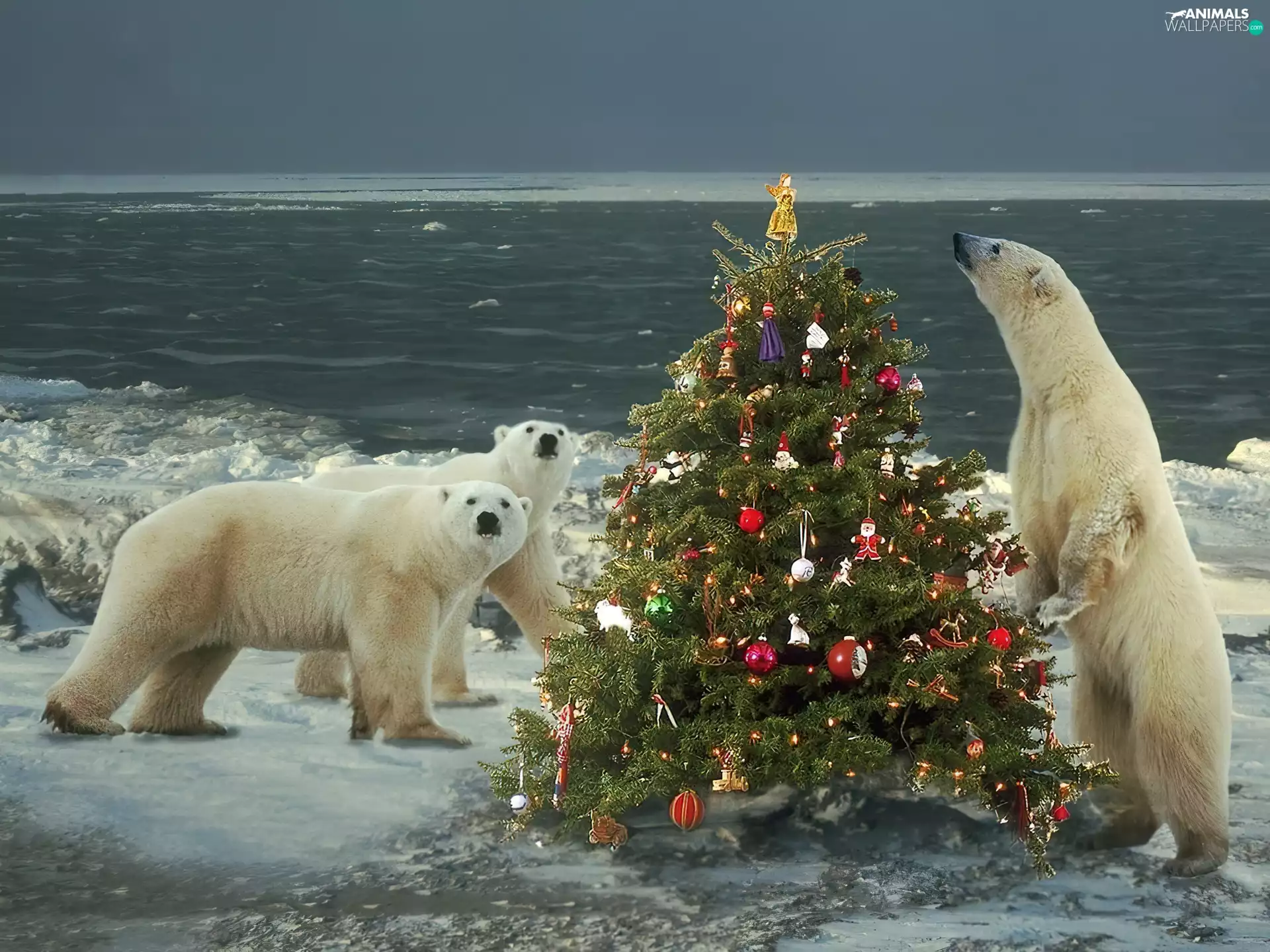 christmas tree, bears, christmas