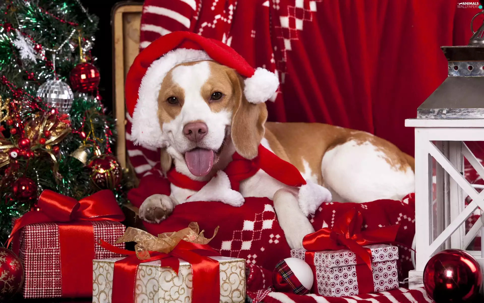 dog, Christmas, christmas tree, gifts