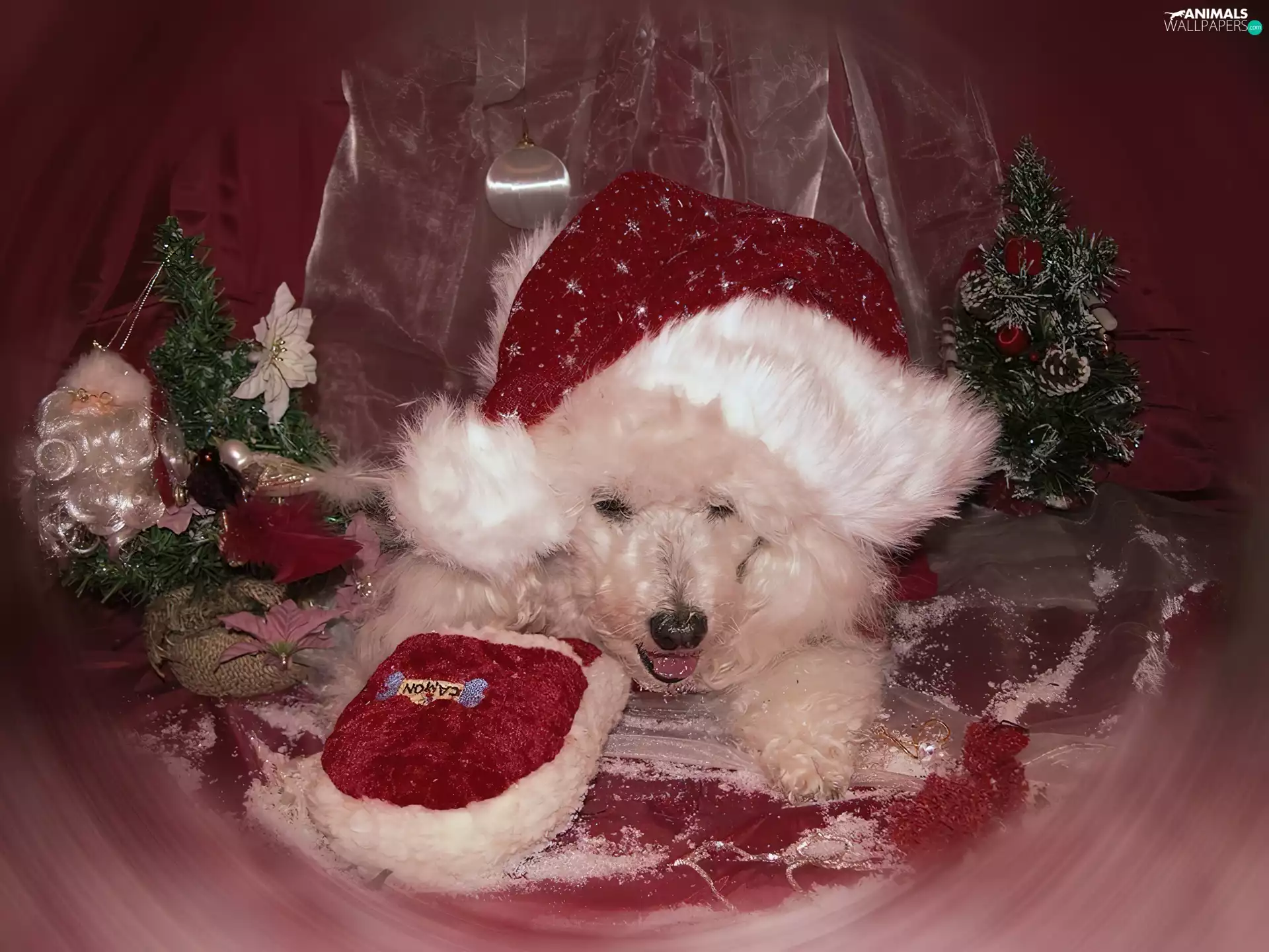 Christmas, dog