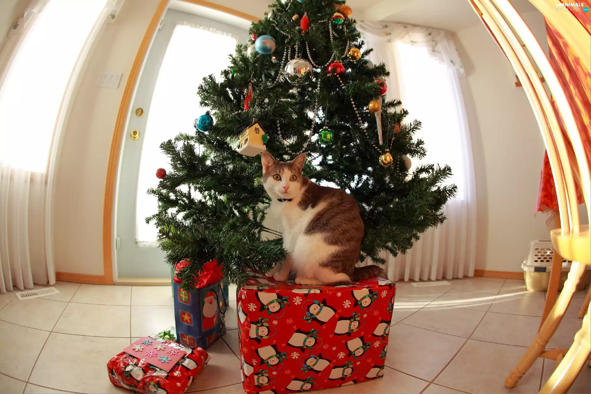 kitten, Christmas, gifts, christmas tree